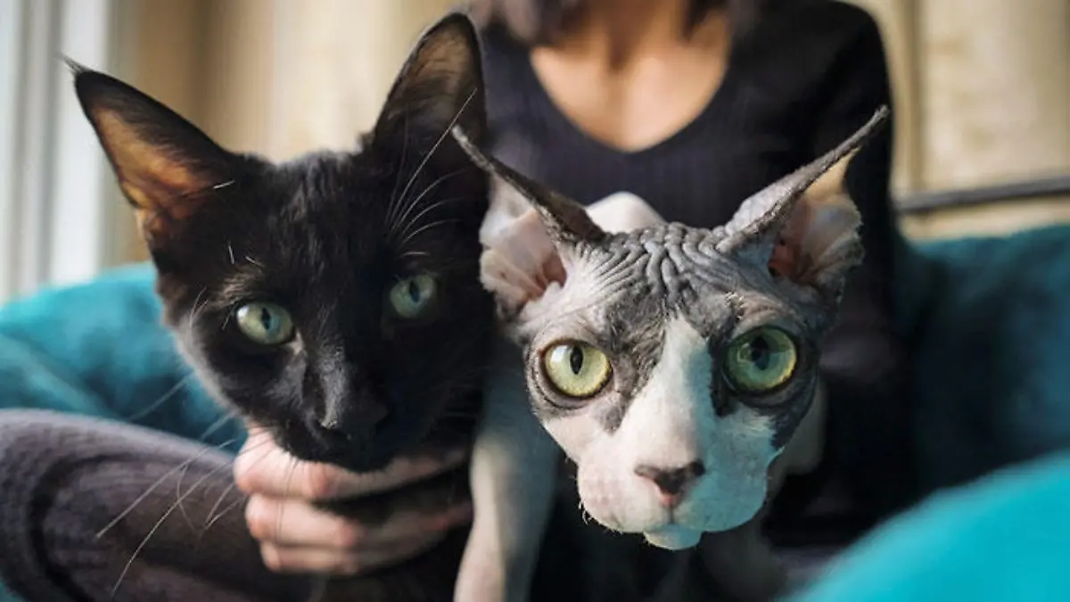Rasierte Katzen