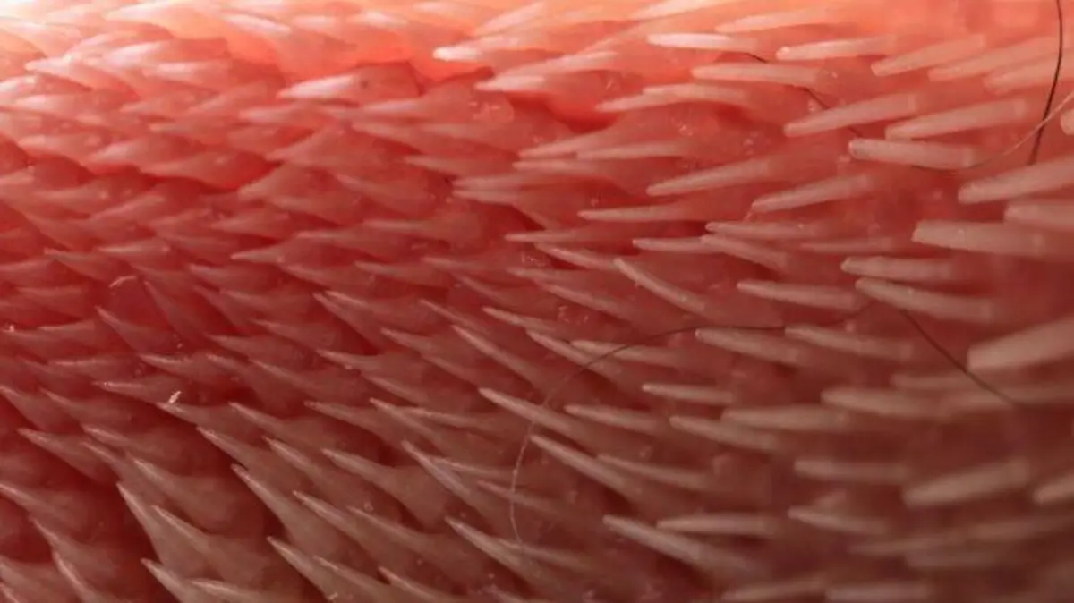 Großaufnahme einer Katzenzunge