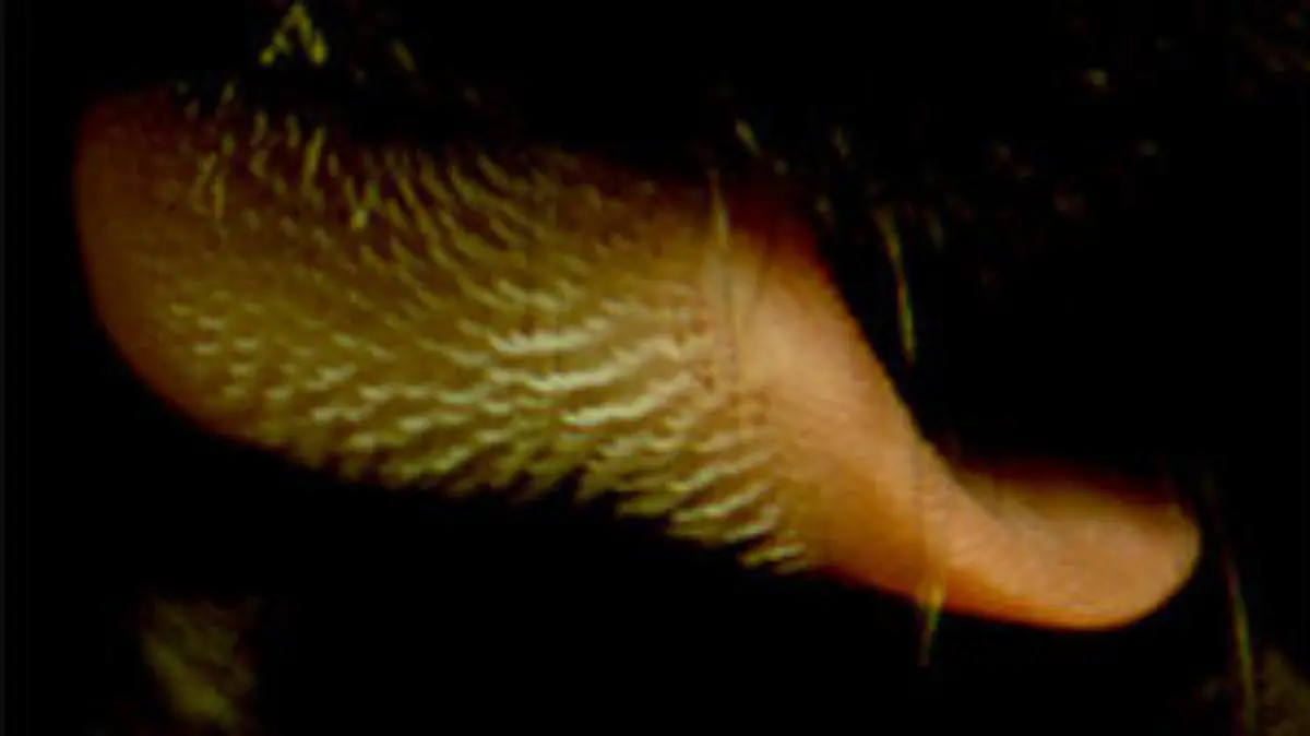 Die Fein-Struktur einer Katzenzunge