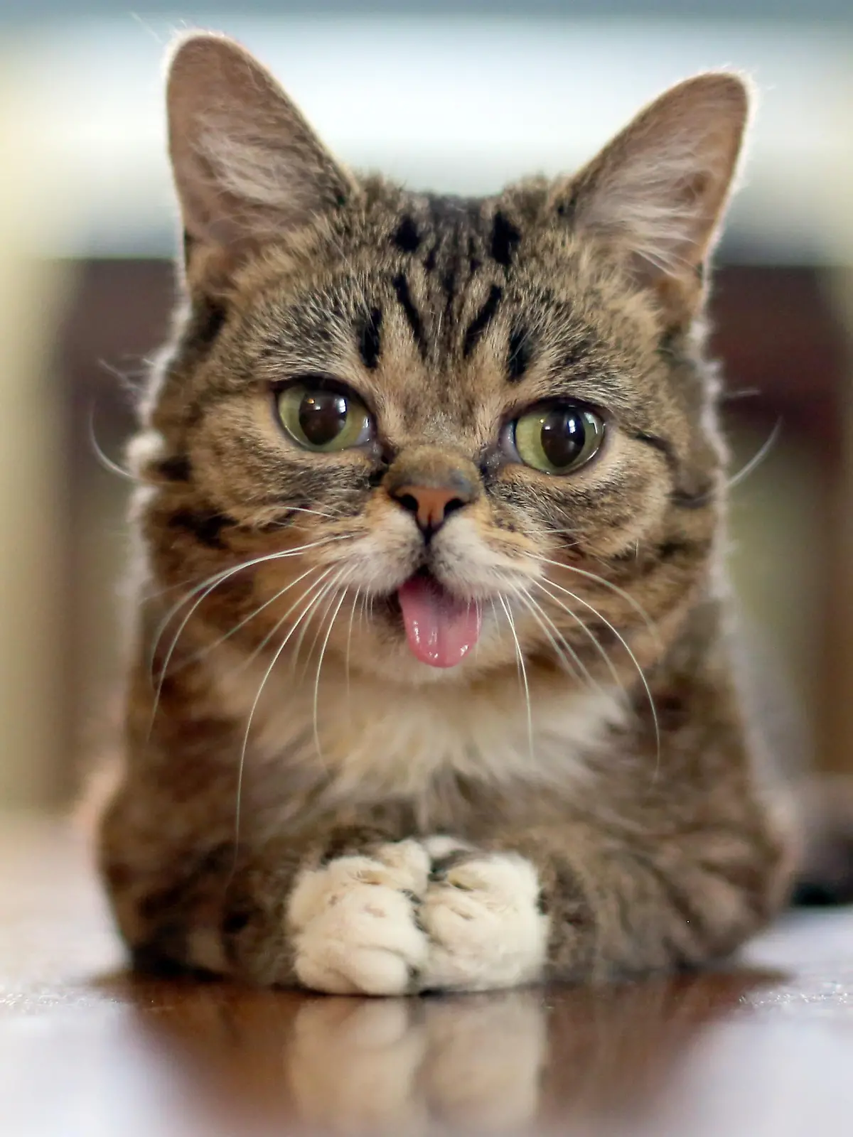 HANDOUT - Die Katze Lil Bub des US-Amerikaners Mike Bridavsky aufgenommen am 25.03.2013. Foto: lamlilbub/dpa - ACHTUNG: Verwendung nur zu redaktionellen Zwecken unter Berücksichtigung der Creative Commons Lizenz CC BY-SA 3.0 bei vollständiger Quellenangabe «lamlilbub/dpa» (zu dpa Genom von Internet-Kätzchen Lil Bub wird entschlüsselt vom 23.05.2015) +++(c) dpa - Bildfunk+++