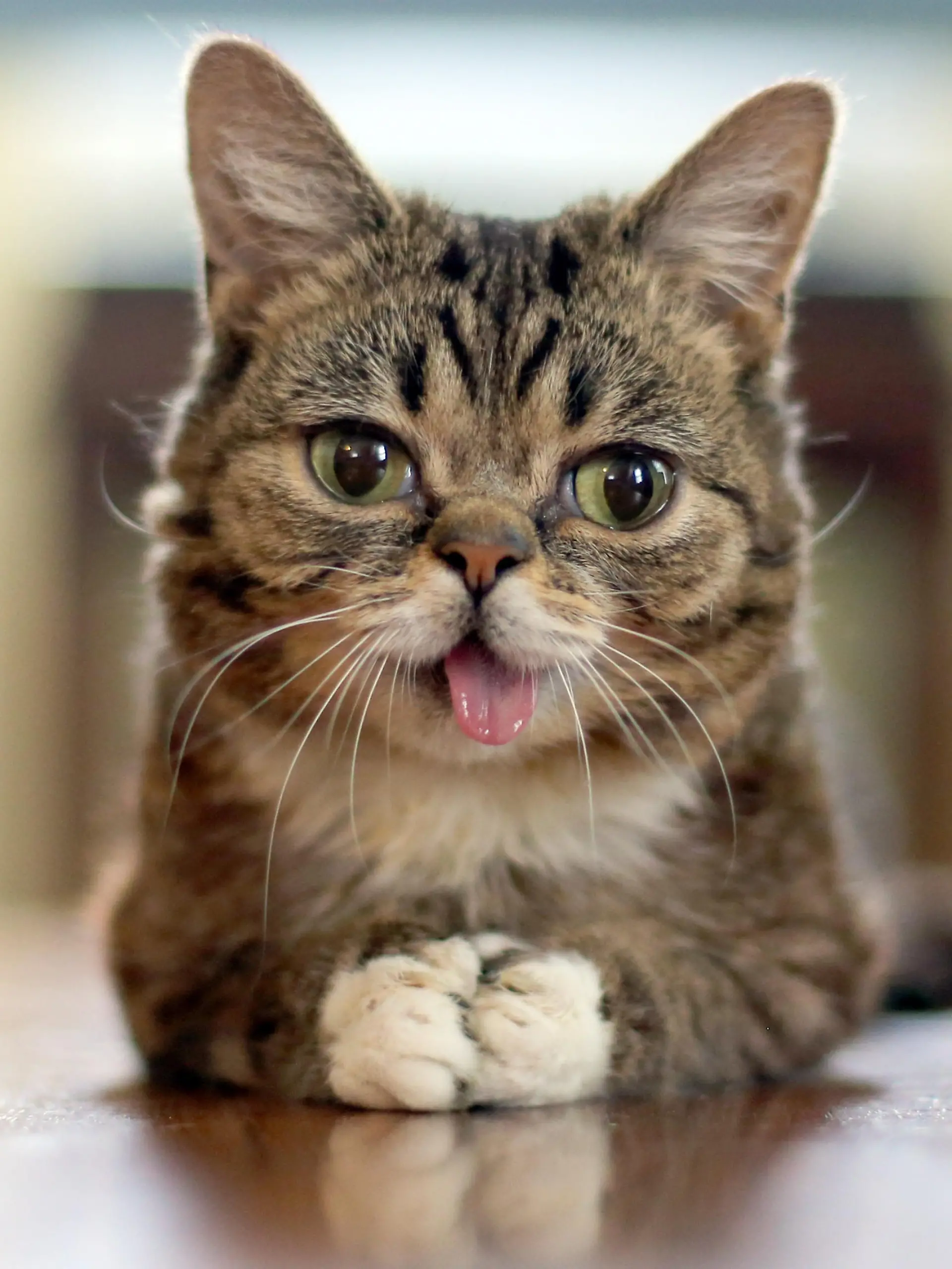 HANDOUT - Die Katze Lil Bub des US-Amerikaners Mike Bridavsky aufgenommen am 25.03.2013. Foto: lamlilbub/dpa - ACHTUNG: Verwendung nur zu redaktionellen Zwecken unter Berücksichtigung der Creative Commons Lizenz CC BY-SA 3.0 bei vollständiger Quellenangabe «lamlilbub/dpa» (zu dpa Genom von Internet-Kätzchen Lil Bub wird entschlüsselt vom 23.05.2015) +++(c) dpa - Bildfunk+++