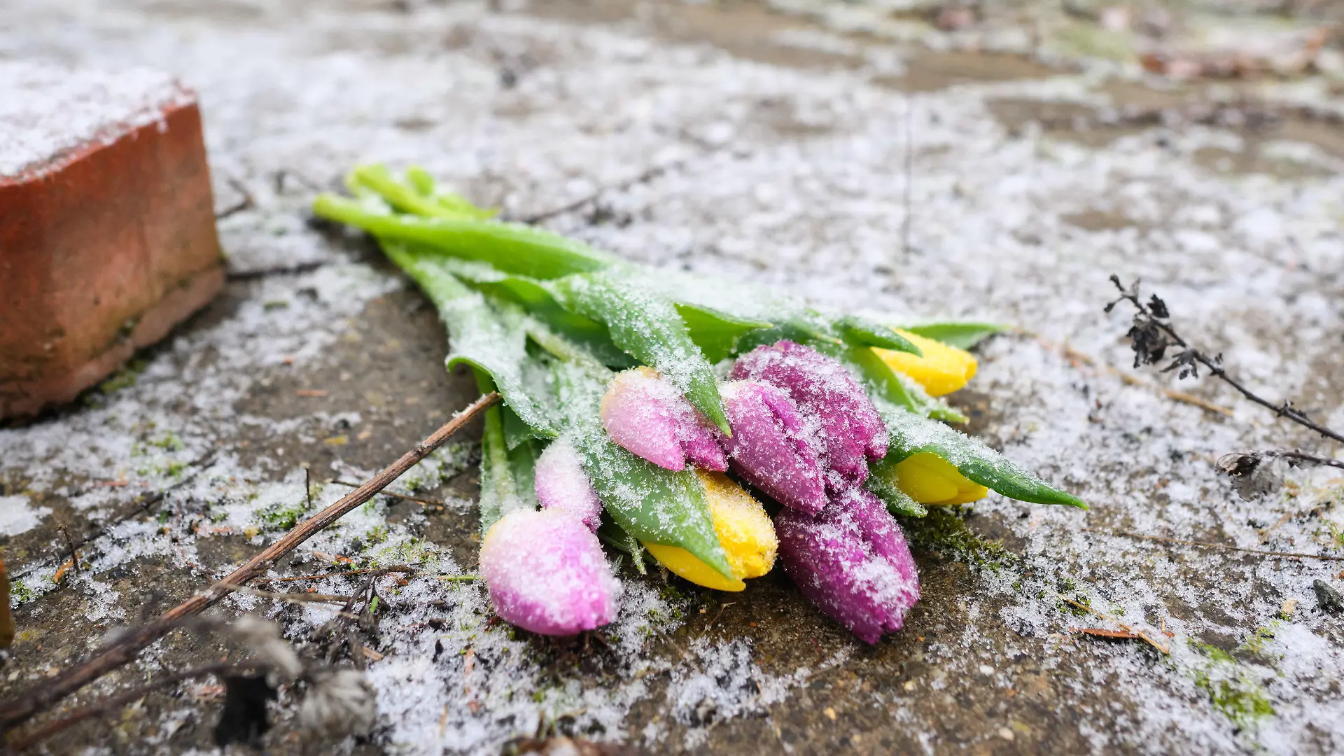 26.01.2023, Niedersachsen, Wunstorf: Blumen liegen an einer Tannenbaumschonung und einem Brachgelände in Wunstorf-Blumenau in der Region Hannover. Nach dem Fund der Leiche eines 14-jährigen Jungen in Wunstorf bei Hannover sind für die Ermittler noch viele Fragen offen. Tatverdächtig wird ein weiterer 14-jähriger Junge. Foto: Julian Stratenschulte/dpa +++ dpa-Bildfunk +++