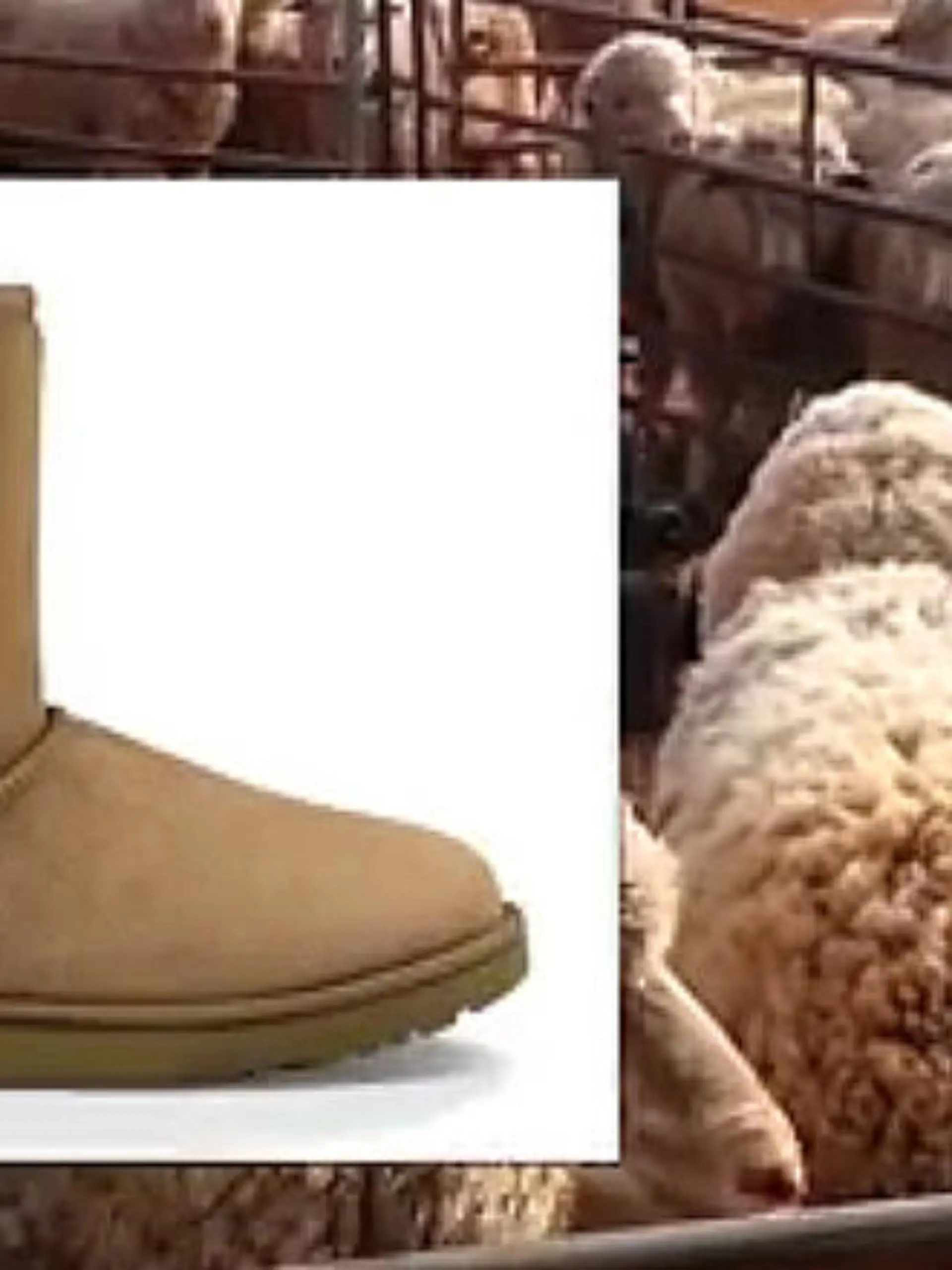 UGG Peta.jpg