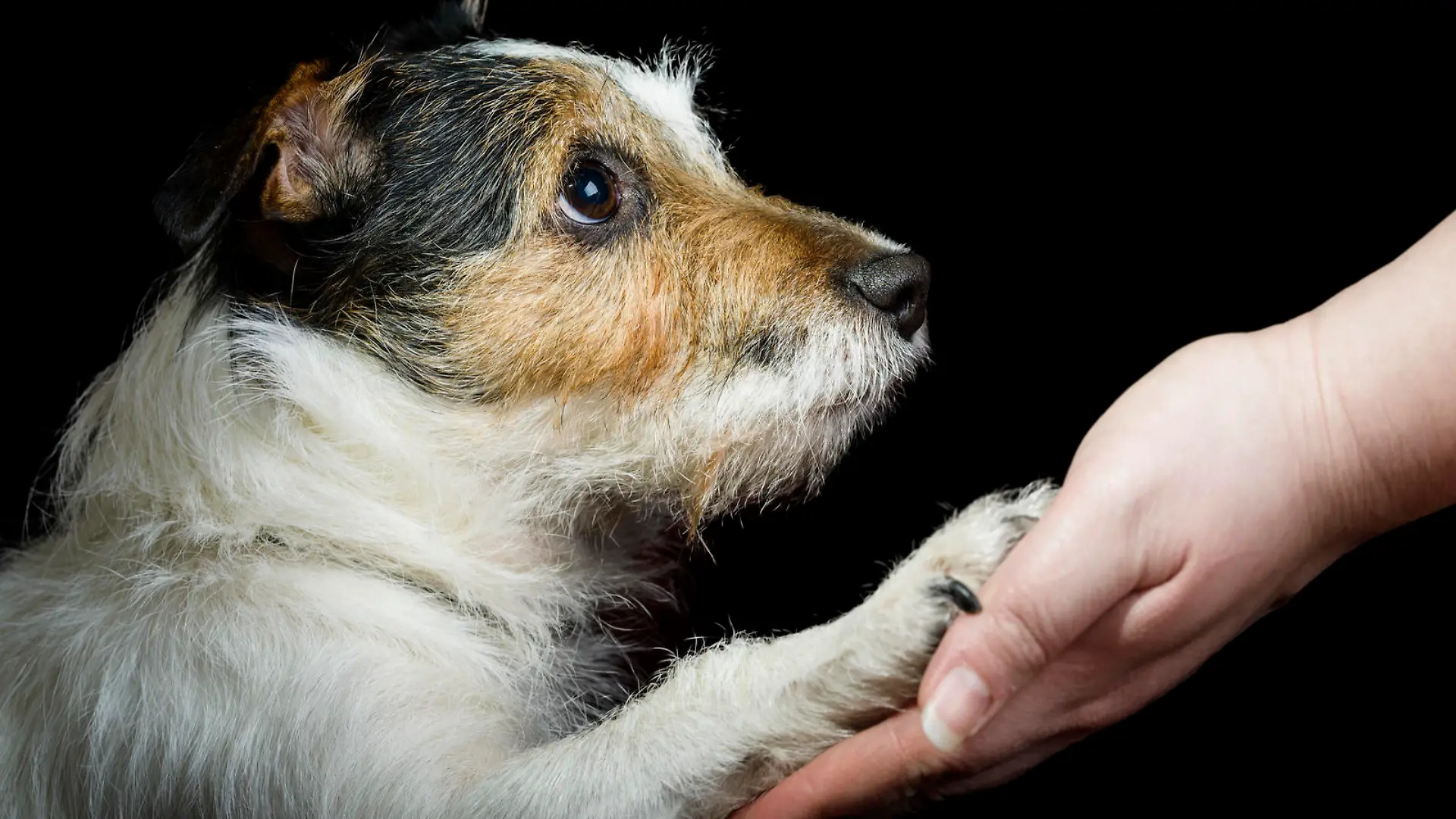 Dog pressing his paw against a woman hand