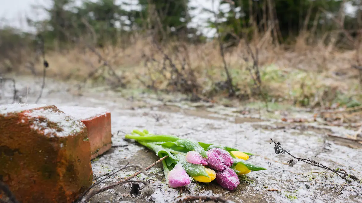 26.01.2023, Niedersachsen, Wunstorf: Blumen liegen an einer Tannenbaumschonung und einem Brachgelände in Wunstorf-Blumenau in der Region Hannover. Nach dem Fund der Leiche eines 14-jährigen Jungen in Wunstorf bei Hannover sind für die Ermittler noch viele Fragen offen. Tatverdächtig wird ein weiterer 14-jähriger Junge. Foto: Julian Stratenschulte/dpa +++ dpa-Bildfunk +++