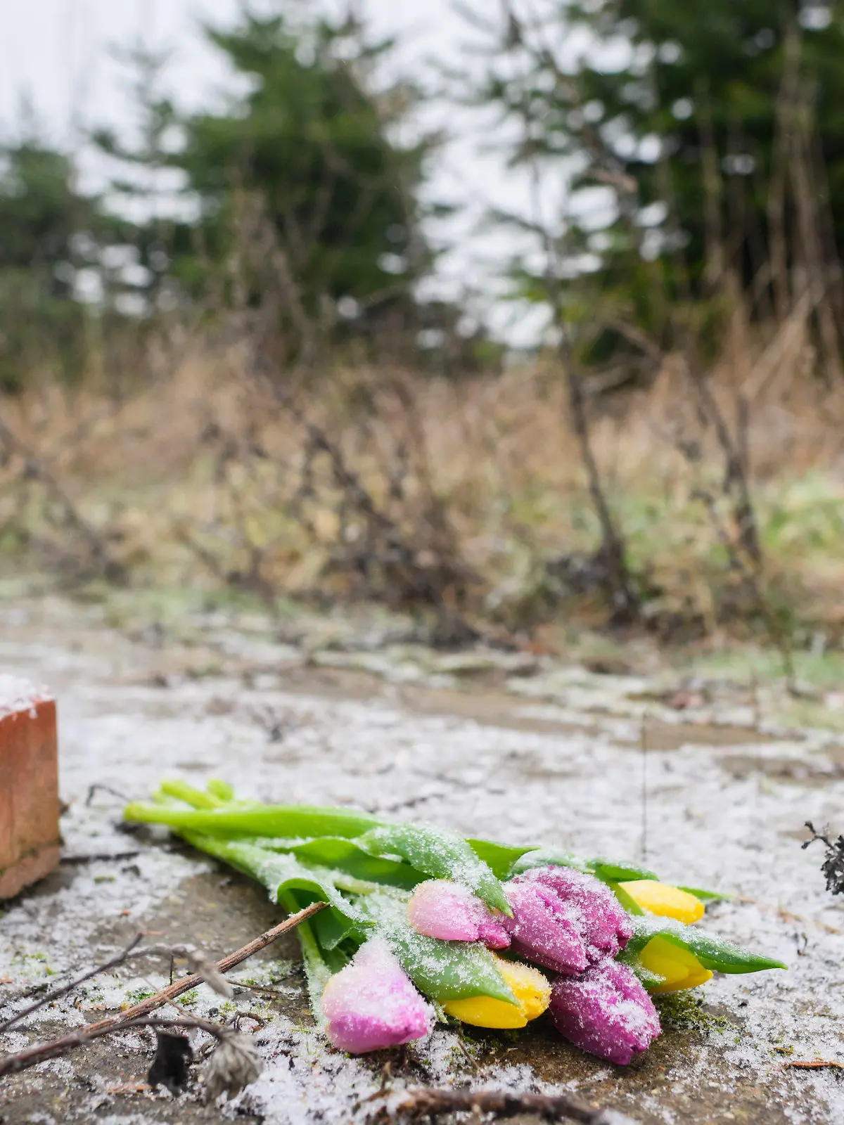 26.01.2023, Niedersachsen, Wunstorf: Blumen liegen an einer Tannenbaumschonung und einem Brachgelände in Wunstorf-Blumenau in der Region Hannover. Nach dem Fund der Leiche eines 14-jährigen Jungen in Wunstorf bei Hannover sind für die Ermittler noch viele Fragen offen. Tatverdächtig wird ein weiterer 14-jähriger Junge. Foto: Julian Stratenschulte/dpa +++ dpa-Bildfunk +++