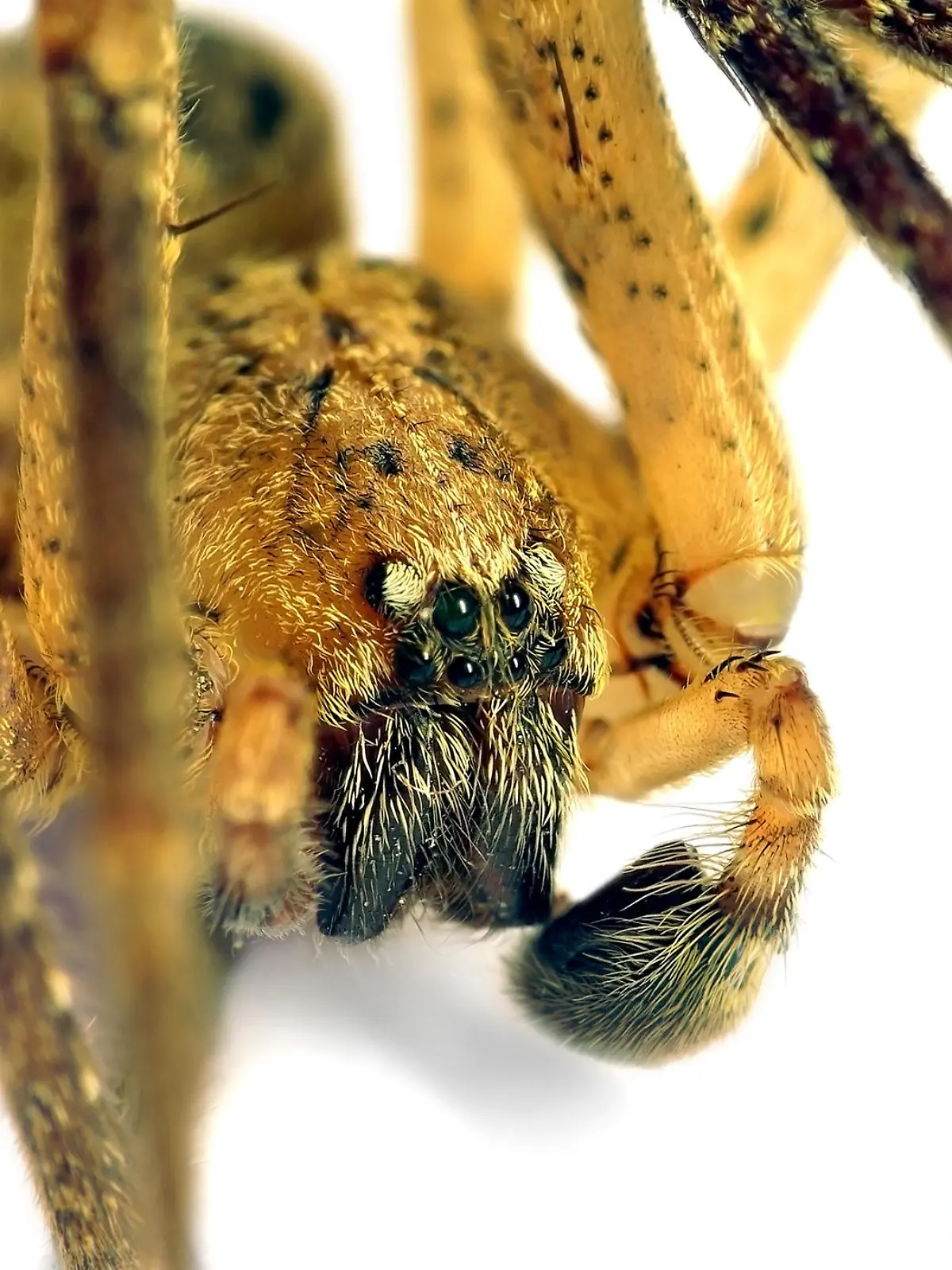 Die Kräuseljadgspinne mag warme Wohnungen.