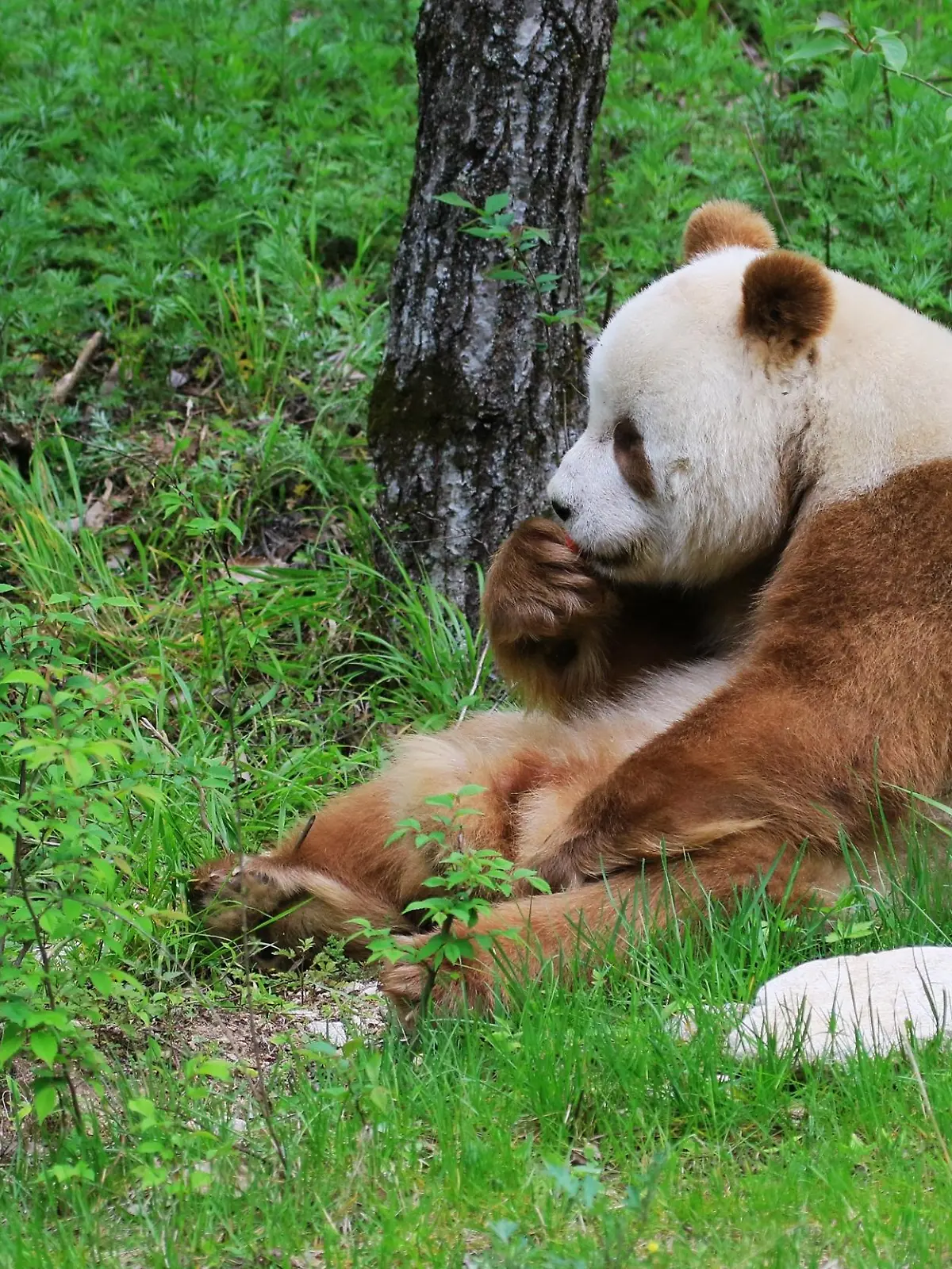 (160313) -- XI'AN, March 13, 2016 () -- File photo from a giant panda research institute in Shaanxi shows a brown giant panda sitting in the woods of Qinling Mountains, northwest China. The brown male giant panda named Qizai was born in 2009 and his mother was a normal one with black and white hairs. Brown giant panda is extremely rare in China as only 8 pandas of such kind were found since records began. (/Liang Qihui) (wyl) |