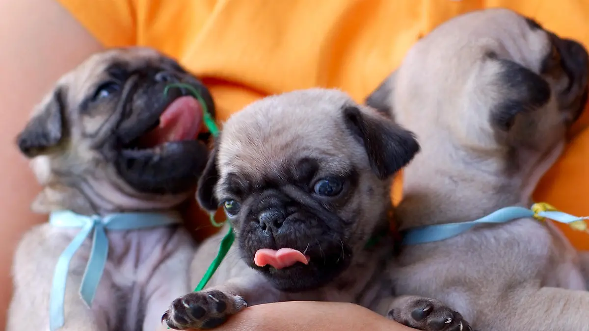 Pug puppies