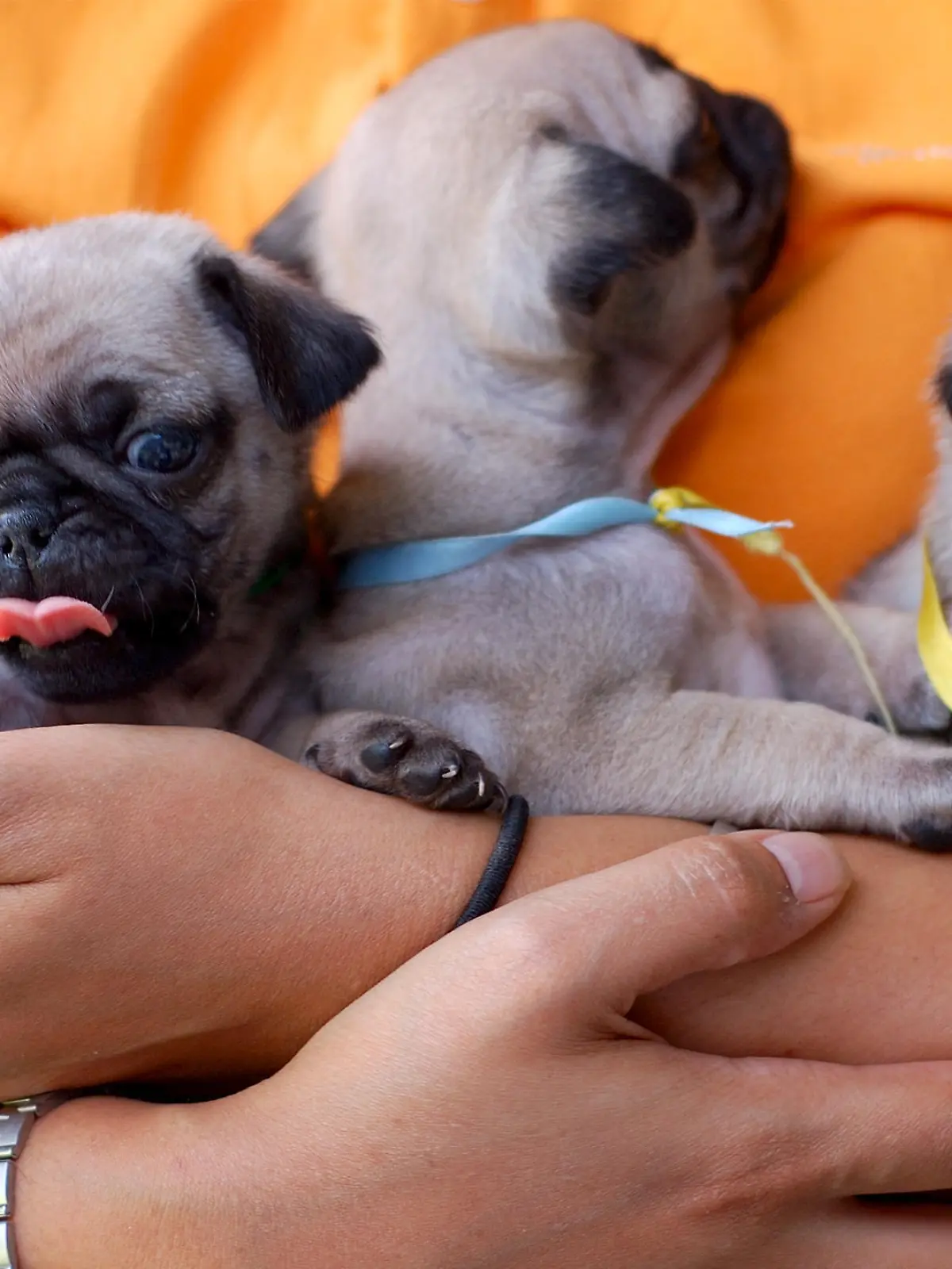 Pug puppies
