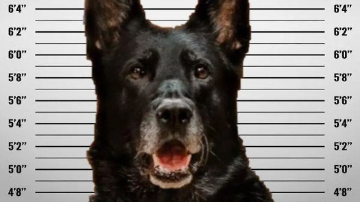 Mugshot: Der Hund soll das Mittagessen geklaut haben
