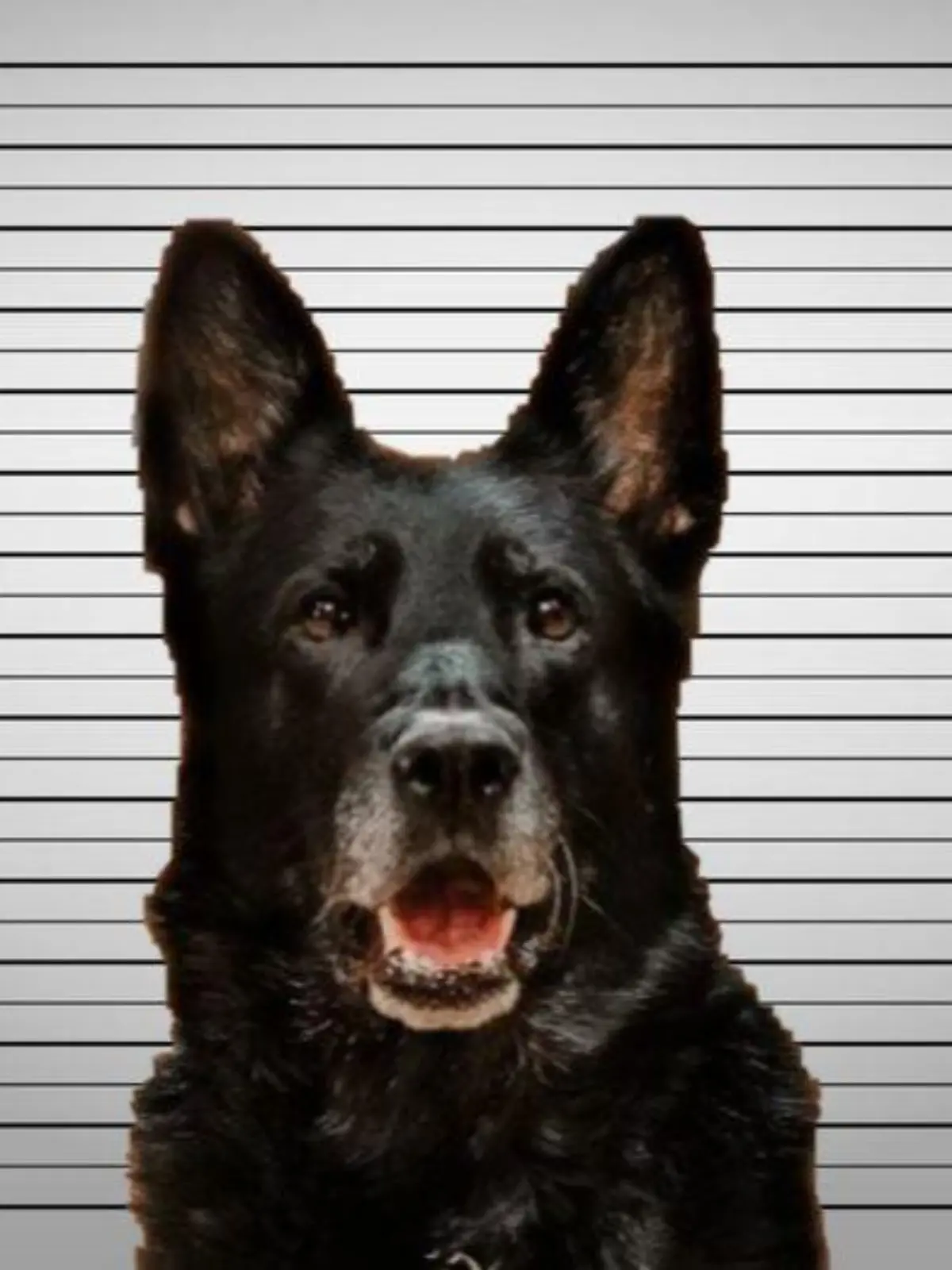 Mugshot: Der Hund soll das Mittagessen geklaut haben