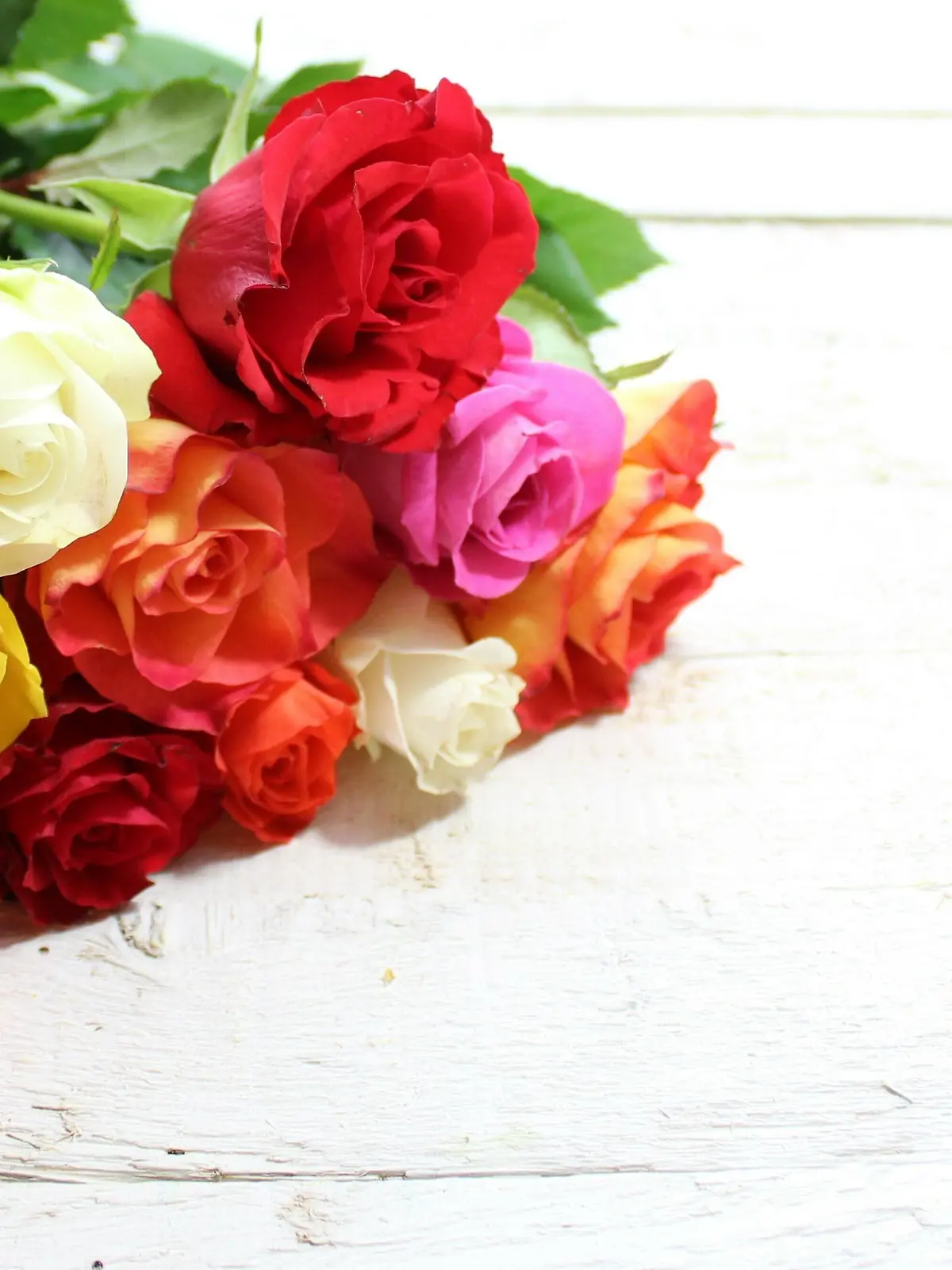 Bunte Rosengrüße