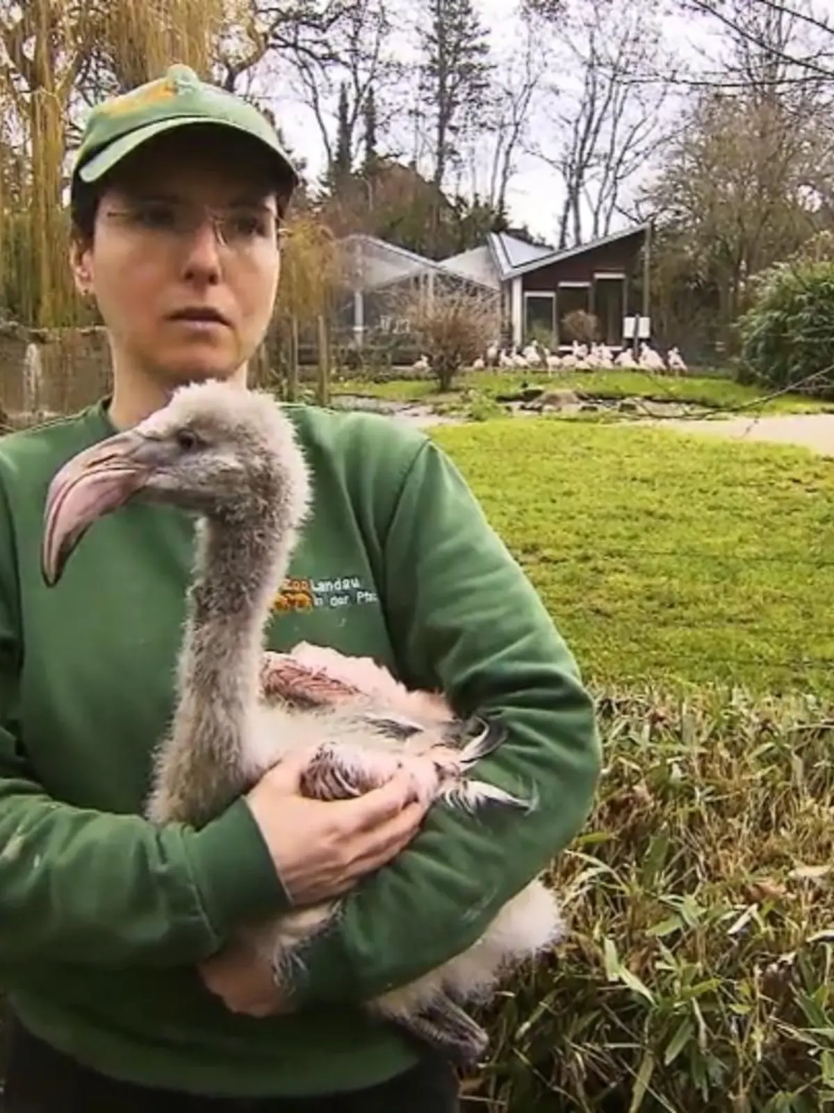 Seine ersten Flügelschläge sehen zwar noch etwas unbeholfen aus, doch Flamingobaby Filou hat offenbar viel Spaß bei seinem Trip durch den Zoo in Landau. Und das, wo sein Leben vor ein paar Wochen noch an einem seidenen Faden hängt. Denn als Filou geboren wird, beanspruchen gleich fünf Flamingo-Mamas das Küken für sich. Es kommt zu einem Kampf zwischen den Vögeln, der Filou beinahe das Leben kostet, – wäre Pflegerin Doreen nicht gewesen, die das Vogelbaby aus dem Gehege rettet und seitdem per Hand aufzieht.