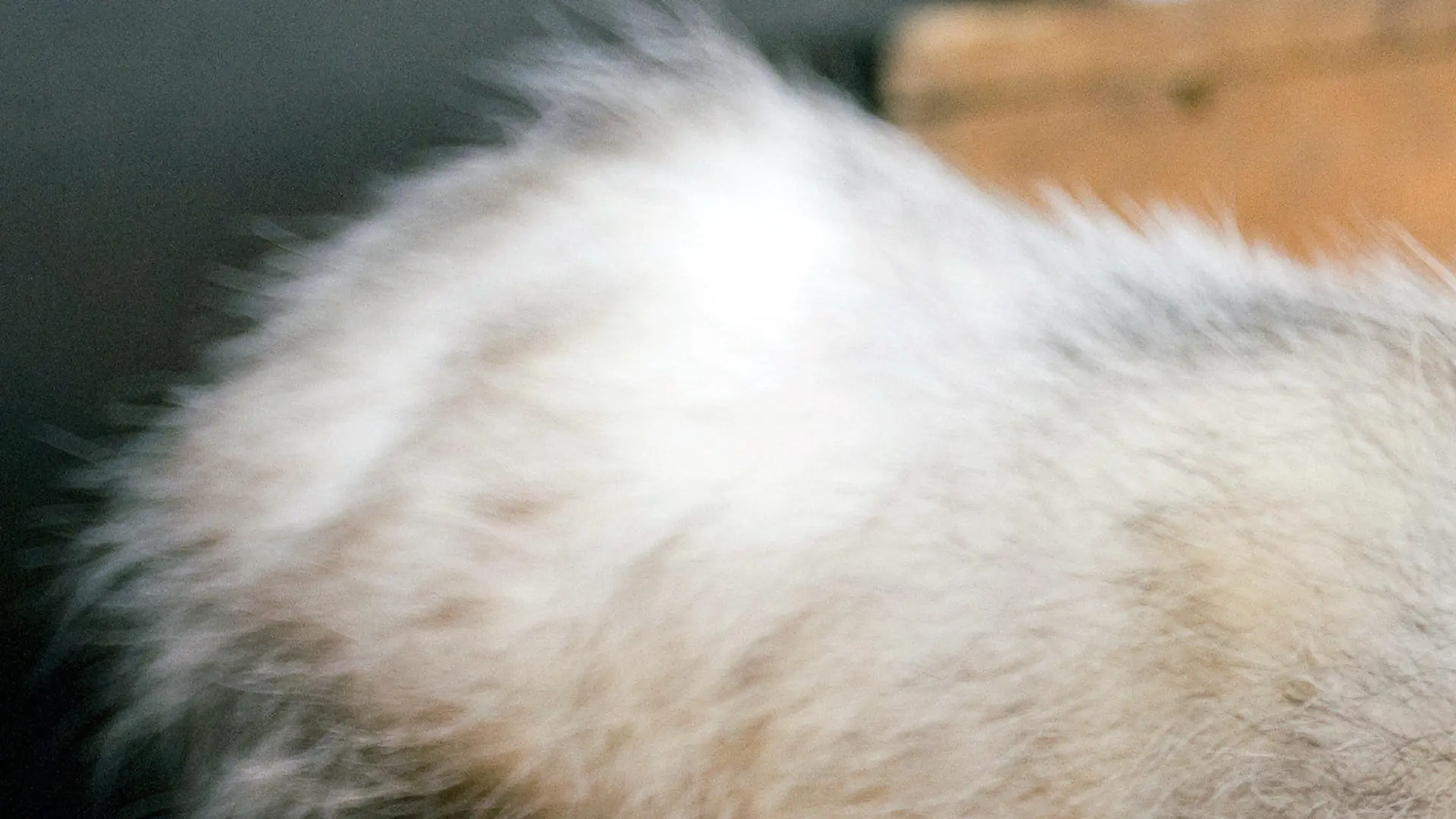 ARCHIV - Das schielende Opossum Heidi, aufgenommen am 14.12.2010 im Zoo Leipzig. Auch Beutelratten haben das Zeug zum Star. Heidi, das schielende Opossum aus dem Leipziger Zoo, hat derzeit alles was man als Berühmtheit braucht. Foto: Hendrik Schmidt dpa/lsn (zu Korr.-Bericht lsn vom 13.01.2011) +++(c) dpa - Bildfunk+++