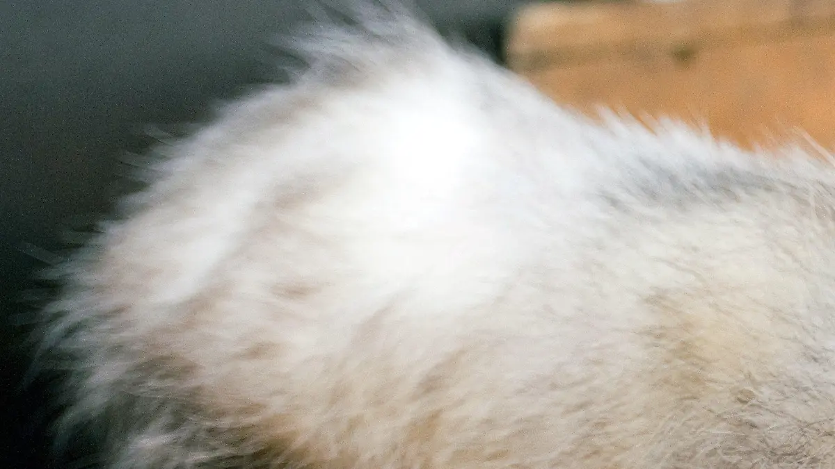opossum-heide