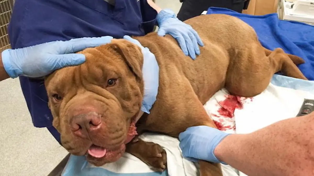 Hund rettet Herrchen vor Schüssen und wird schwer verletzt Polizisten bezahlen Krankenhausrechnung des Hundes