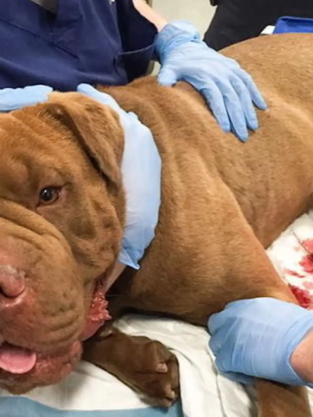 Bild zu: "Hund rettet Herrchen vor Schüssen und wird schwer verletzt"