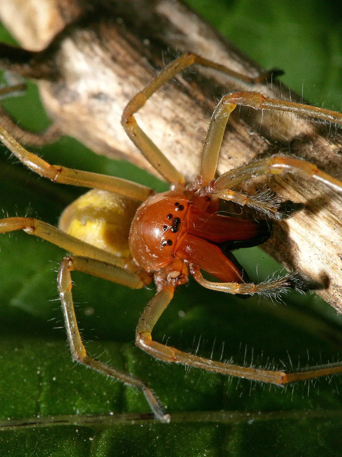 ARCHIV - Eine Ammen-Dornfinger-Spinne (Cheiracanthium punctorium) krabbelt am 01.08.2007 durch eine Wiese in Briesen (Brandenburg). Foto: Patrick Pleul/dpa (zu dpa-KORR «Die Spinnen! Experten warnen vor Panikmache um Ammen-Dornfinger» vom 03.08.2016) +++(c) dpa - Bildfunk+++