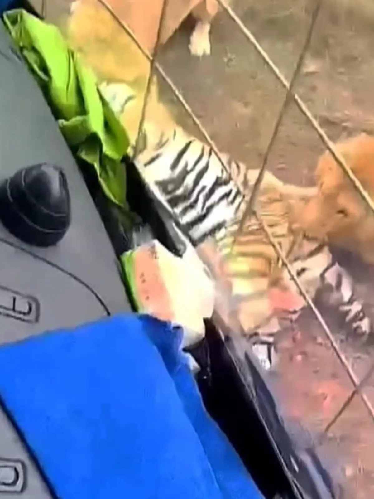 Wer sich Löwen ansehen möchte, muss auch damit klar kommen, dass sie sich wie Löwen verhalten. In einem südchinesischen Zoo haben drei Löwen einen Tiger vor den Augen der Besucher zerfleischt. Zuvor war der Tiger aus seinem Gehege ausgebüxt.