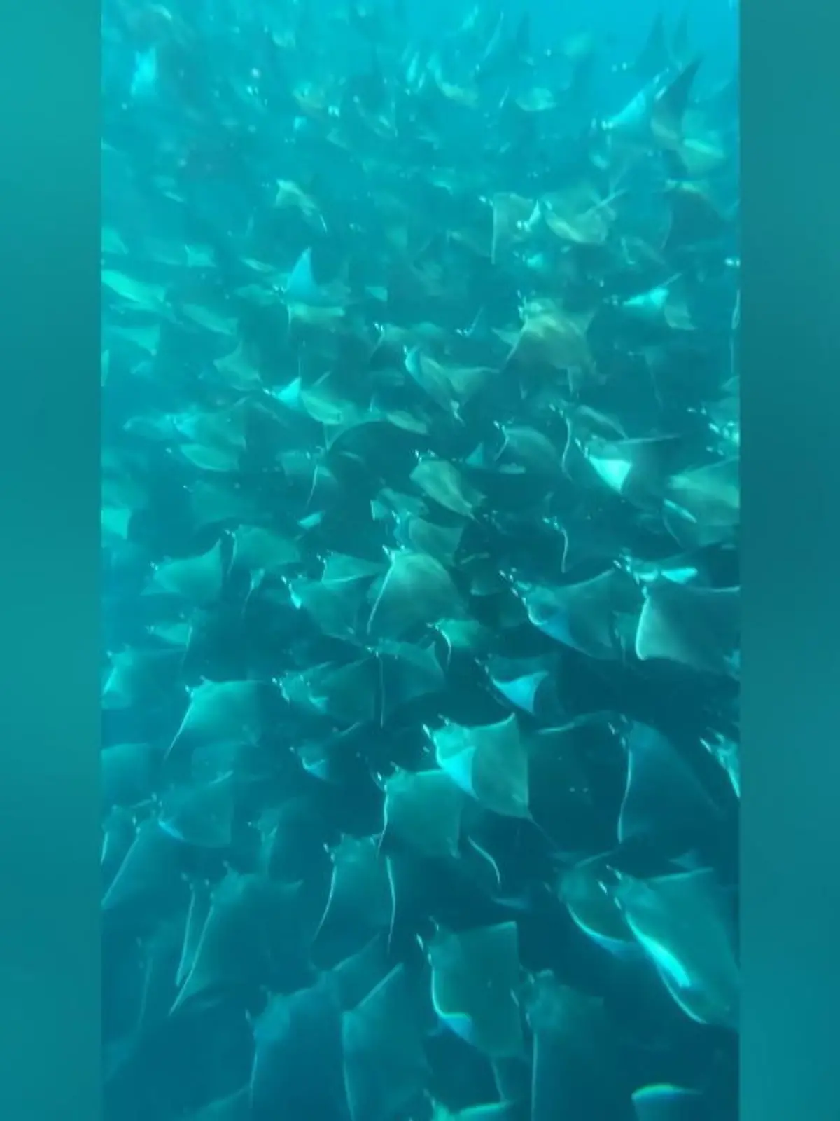 Tauchlehrerin Maria Barbena wollte eigentlich zwei Teufelsrochen hinterher schwimmen – dann entdeckte sie plötzlich hunderte von ihnen. Vor der Küste von Mexiko bietet sie Touren an, in denen Touristen und Tauch-Enthusiasten die Natur bewundern können – so etwas hat sie aber selbst noch nie gesehen.