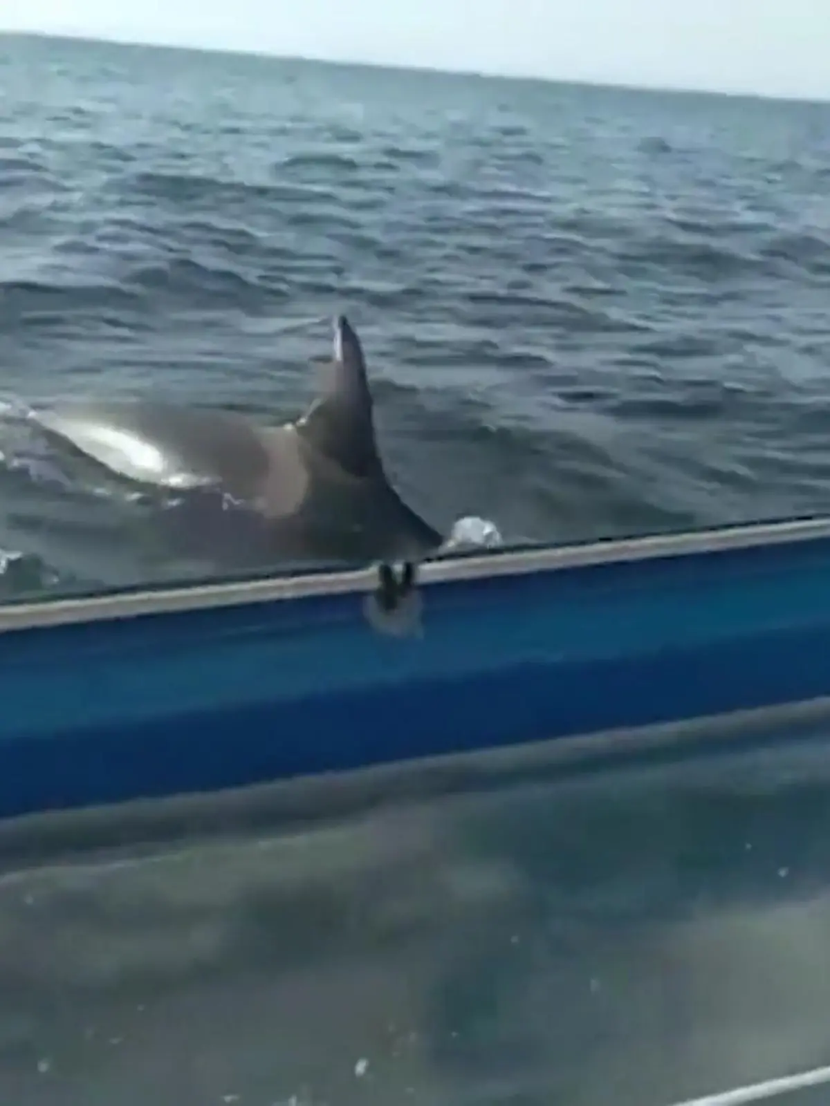 Als fünf Orcas sein Boot angreifen, bangt der Segler um sein Leben!
Phep Philouceros ist vor der Küste Portugals unterwegs, als er DIESE Aufnahmen macht. Eine Gruppe von Killerwalen nimmt erst die Verfolgung seiner 9-Meter Segelyacht auf – dann attackieren zwei von ihnen das Schiff!