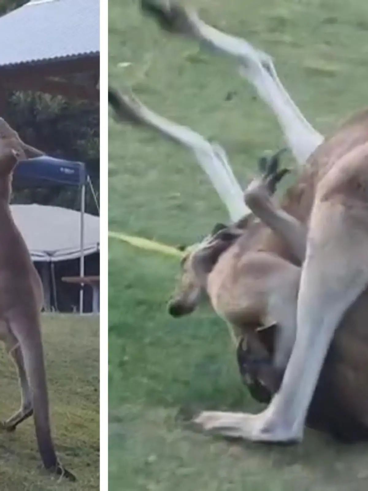 Böses Erwachen auf einem Camping-Platz in Australien: Plötzlich krachen zwei kämpfende Kängurus mitten in das Zelt einer Touristengruppe! Der Streitpunkt? Natürlich ein Weibchen. Dass sie das Zelt der Camping-Gruppe dabei komplett demolierten, scheint die Beuteltiere aber nicht weiter zu stören. Zum Glück waren die Zelt-Stangen stabil genug und niemand trug einen Schaden davon – zumindest bis auf die Zeltwand. Den Känguru-Kampf sehen Sie hier im Video.