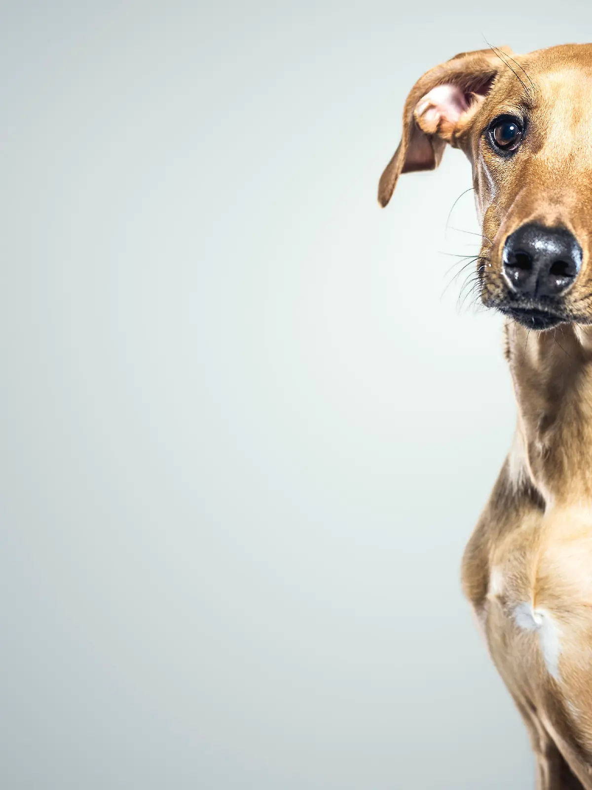 Hund iStock.jpg