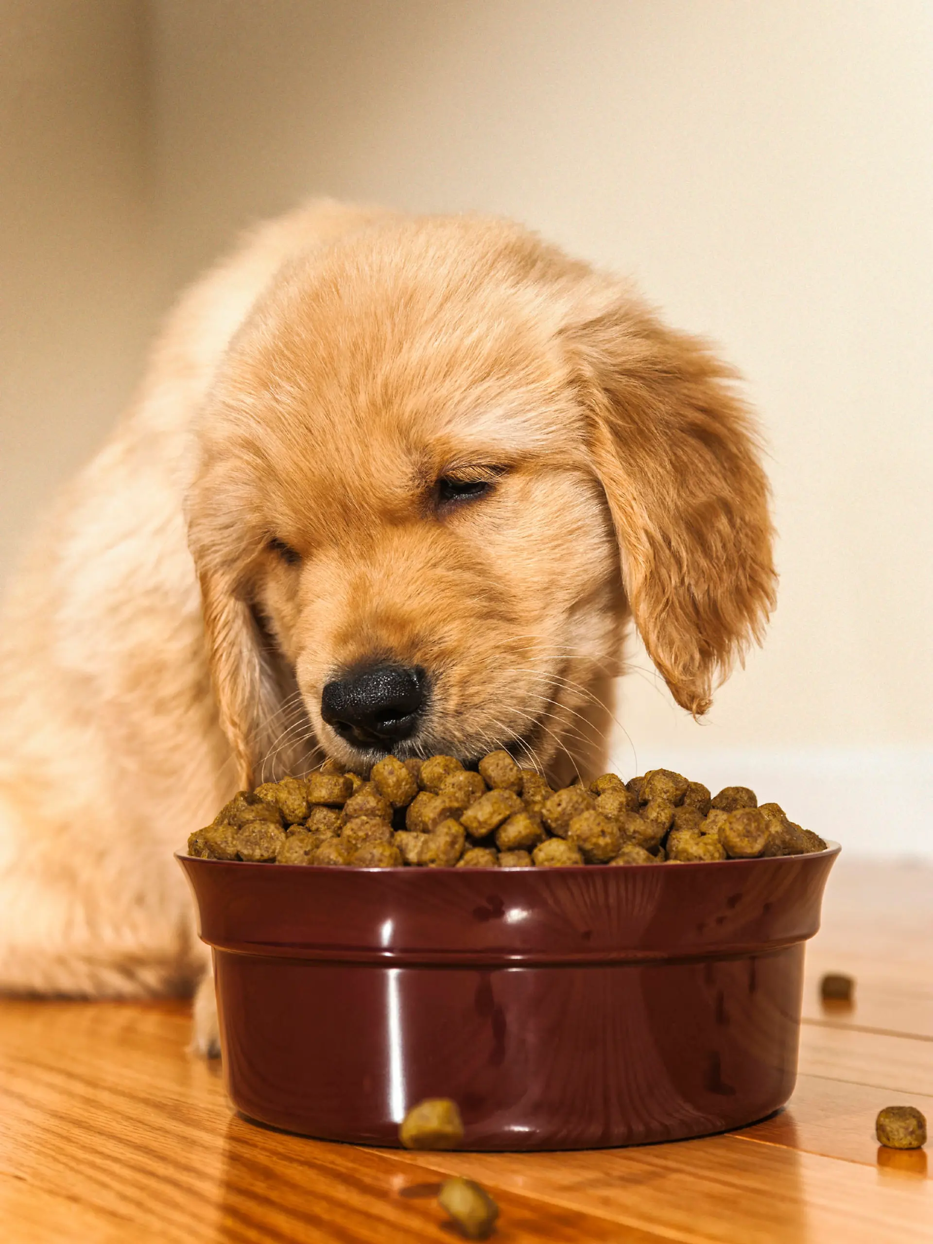 Two  8 week old Golden Retriever puppies eating kibble from a bowl while laying on a hardwood floor'Black'