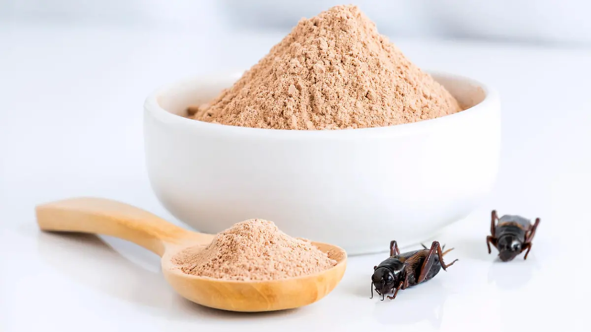 Cricket powder insect for eating as food items made of cooked insect meat in bowl and wood spoon on white background it is good source of protein edible for future. Entomophagy concept.