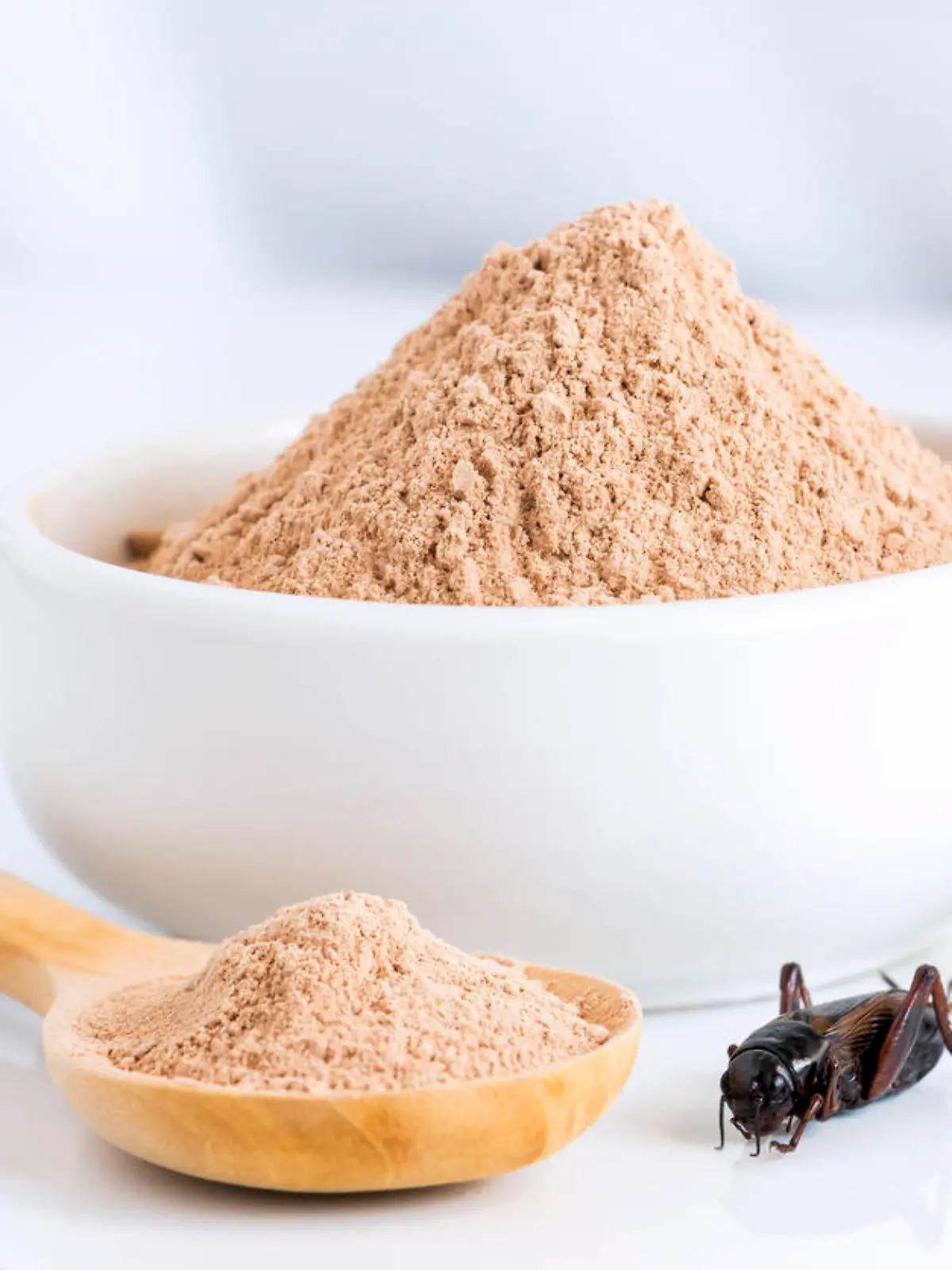 Cricket powder insect for eating as food items made of cooked insect meat in bowl and wood spoon on white background it is good source of protein edible for future. Entomophagy concept.