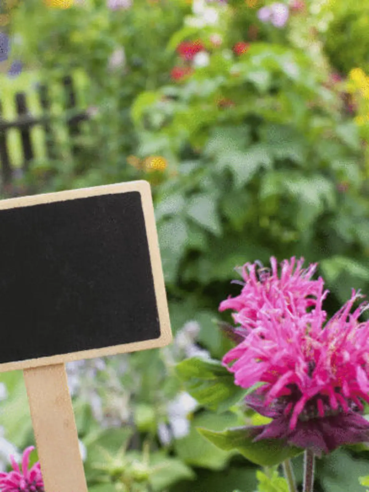 Bild zu: "Mit diesen Tricks werden Ihre Blumen riesig"