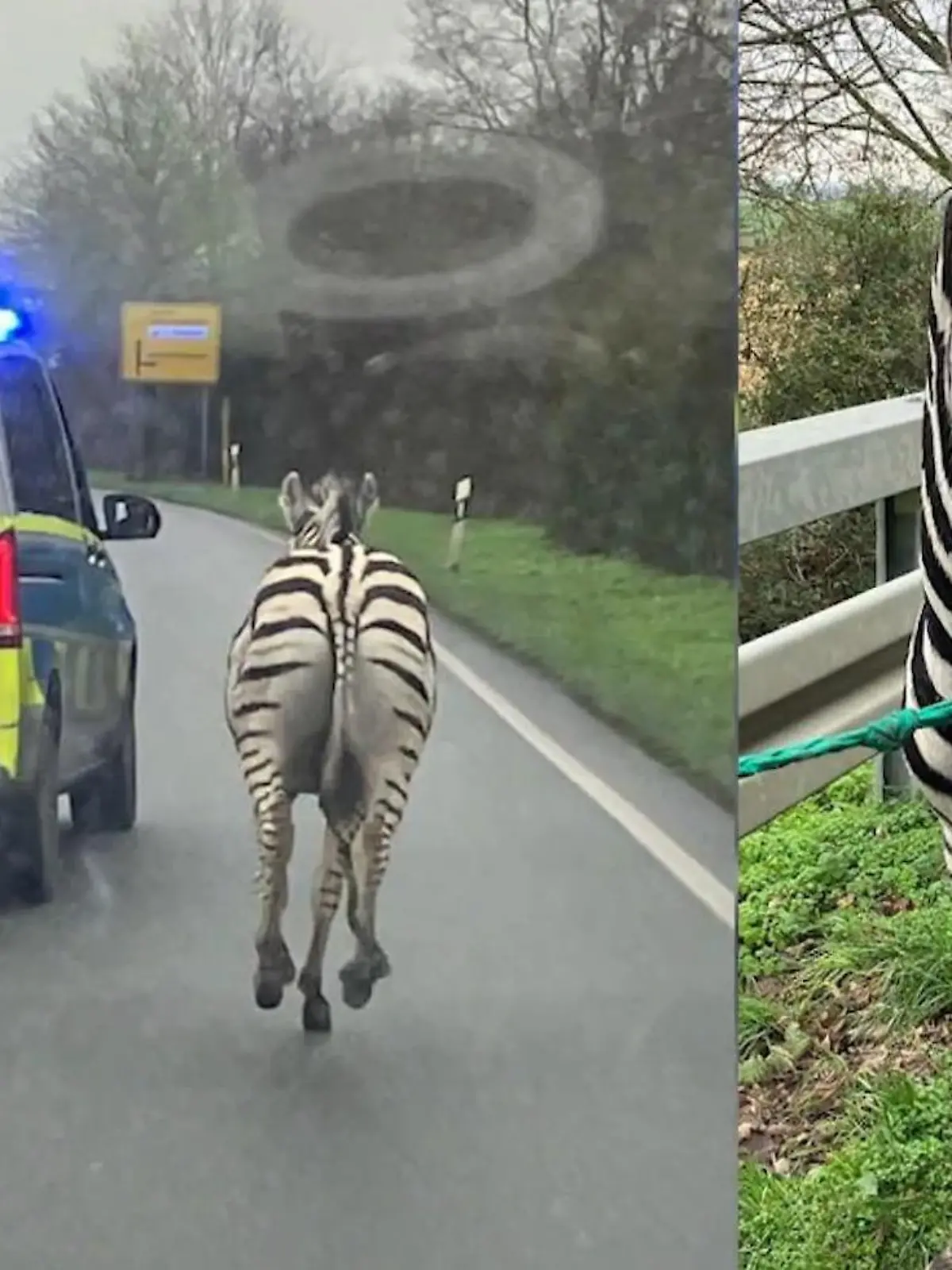 Bild zu: "Polizei fängt ausgebrochene Zebras ein"