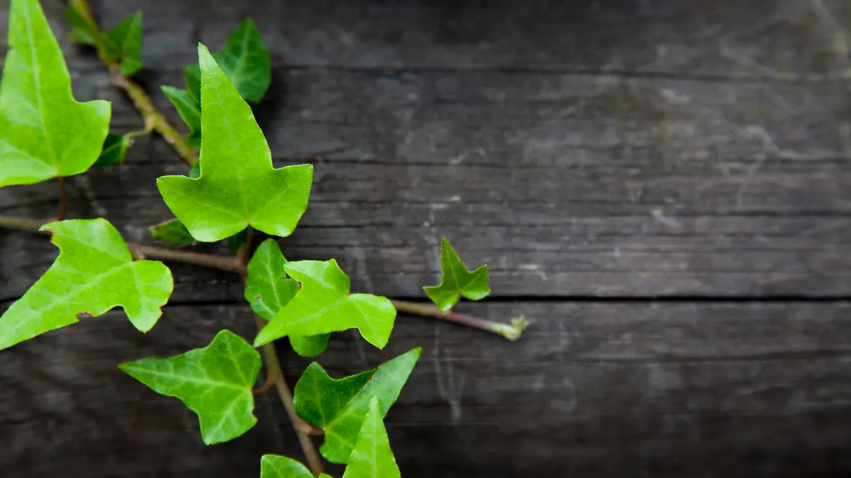 iStock 000017850056 Large.jpg