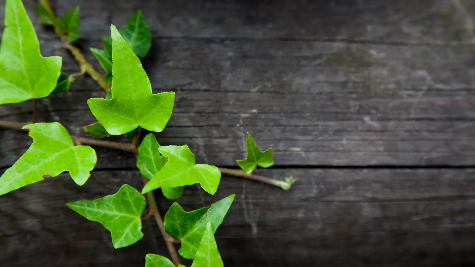 iStock 000017850056 Large.jpg