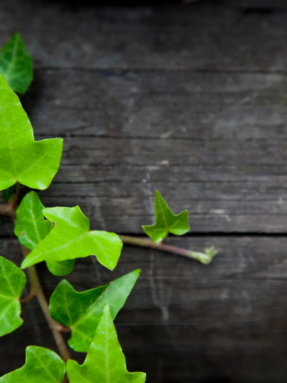 iStock 000017850056 Large.jpg
