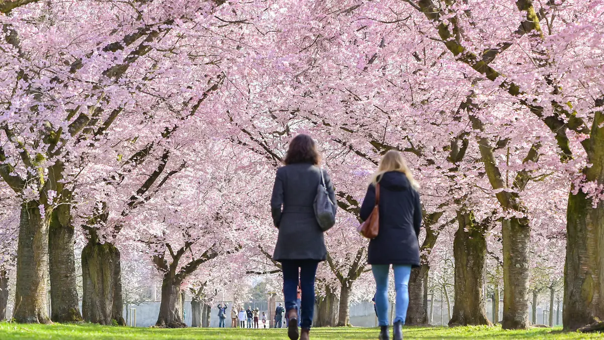 27.03.2019, Baden-Württemberg, Schwetzingen: Besucher spazieren im Schlossgarten unter blühenden japanischen Zierkirschen. Foto: Uwe Anspach/dpa +++ dpa-Bildfunk +++