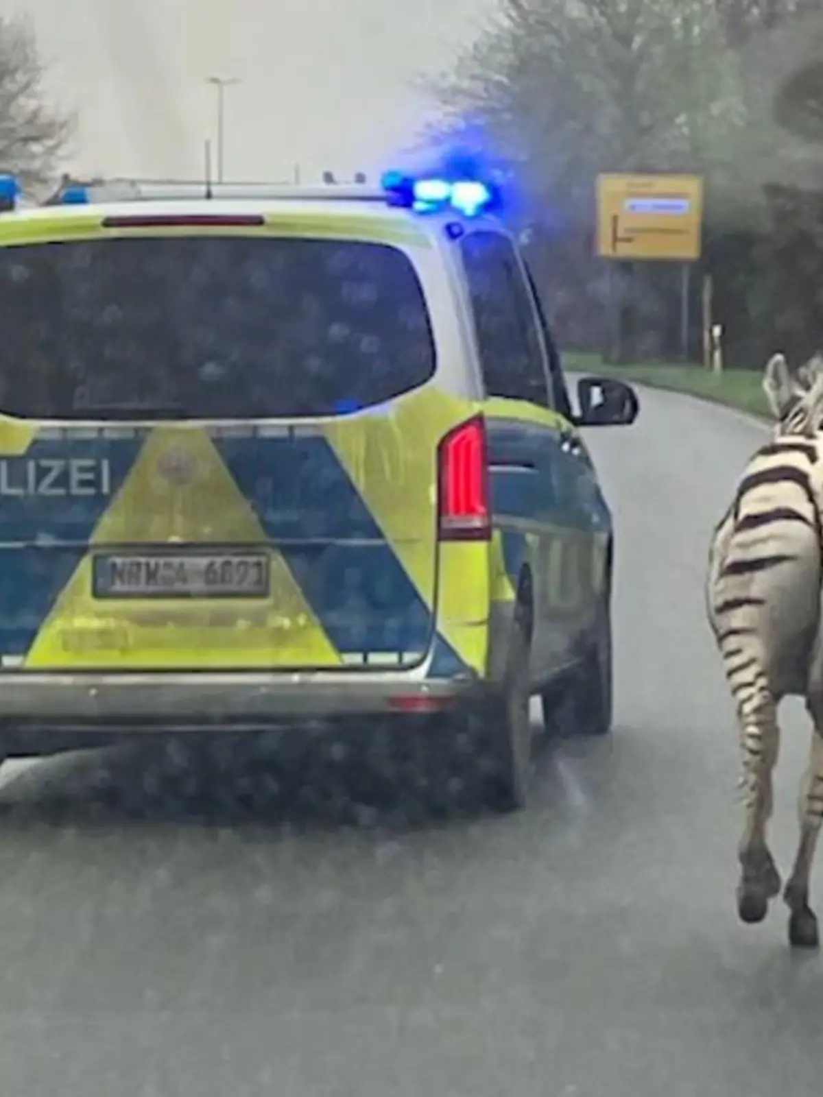 Gleich mehrere Autofahrer melden sich gestern bei der Polizei Kleve. Zwei Zirkus-Zebras sind von einem Hof in Geldern entwischt. Das Zebra „Nemo“ kann die Polizei auf einem Gehöft in der Nähe festsetzen. Das Zebra „Monty“ galoppiert über die B9. Bei Nieukerk können die Beamten das Tier mithilfe eines aufmerksamen Lastwagen-Fahrers einkesseln. Sie übergeben beide Zebras wieder an den Besitzer. Er ist Mitglied einer Schausteller-Familie.