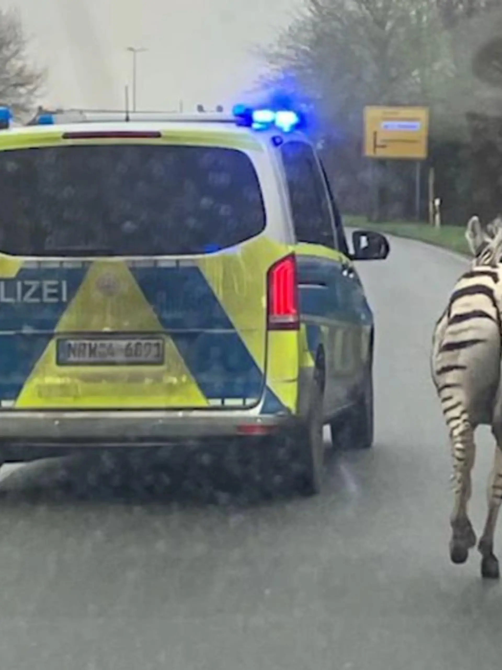 Gleich mehrere Autofahrer melden sich gestern bei der Polizei Kleve. Zwei Zirkus-Zebras sind von einem Hof in Geldern entwischt. Das Zebra „Nemo“ kann die Polizei auf einem Gehöft in der Nähe festsetzen. Das Zebra „Monty“ galoppiert über die B9. Bei Nieukerk können die Beamten das Tier mithilfe eines aufmerksamen Lastwagen-Fahrers einkesseln. Sie übergeben beide Zebras wieder an den Besitzer. Er ist Mitglied einer Schausteller-Familie.