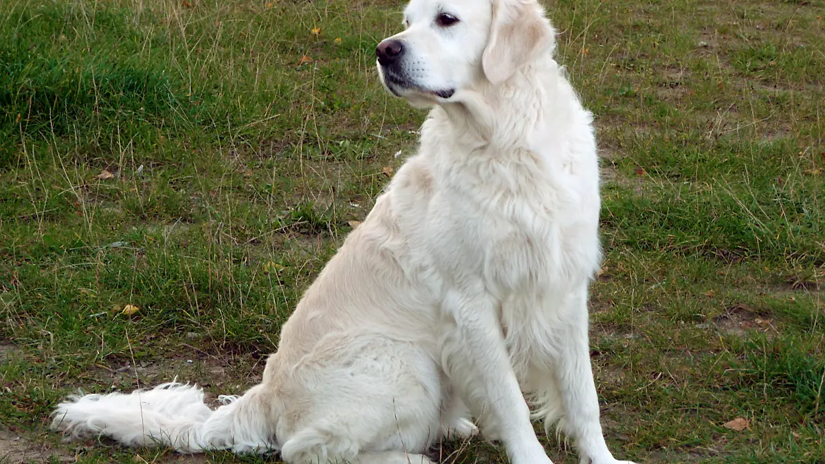 Ein weißer Golden Retriever, aufgenommen am 07.10.2008 auf Hiddensee. Foto: Beate Schleep +++(c) dpa - Report+++