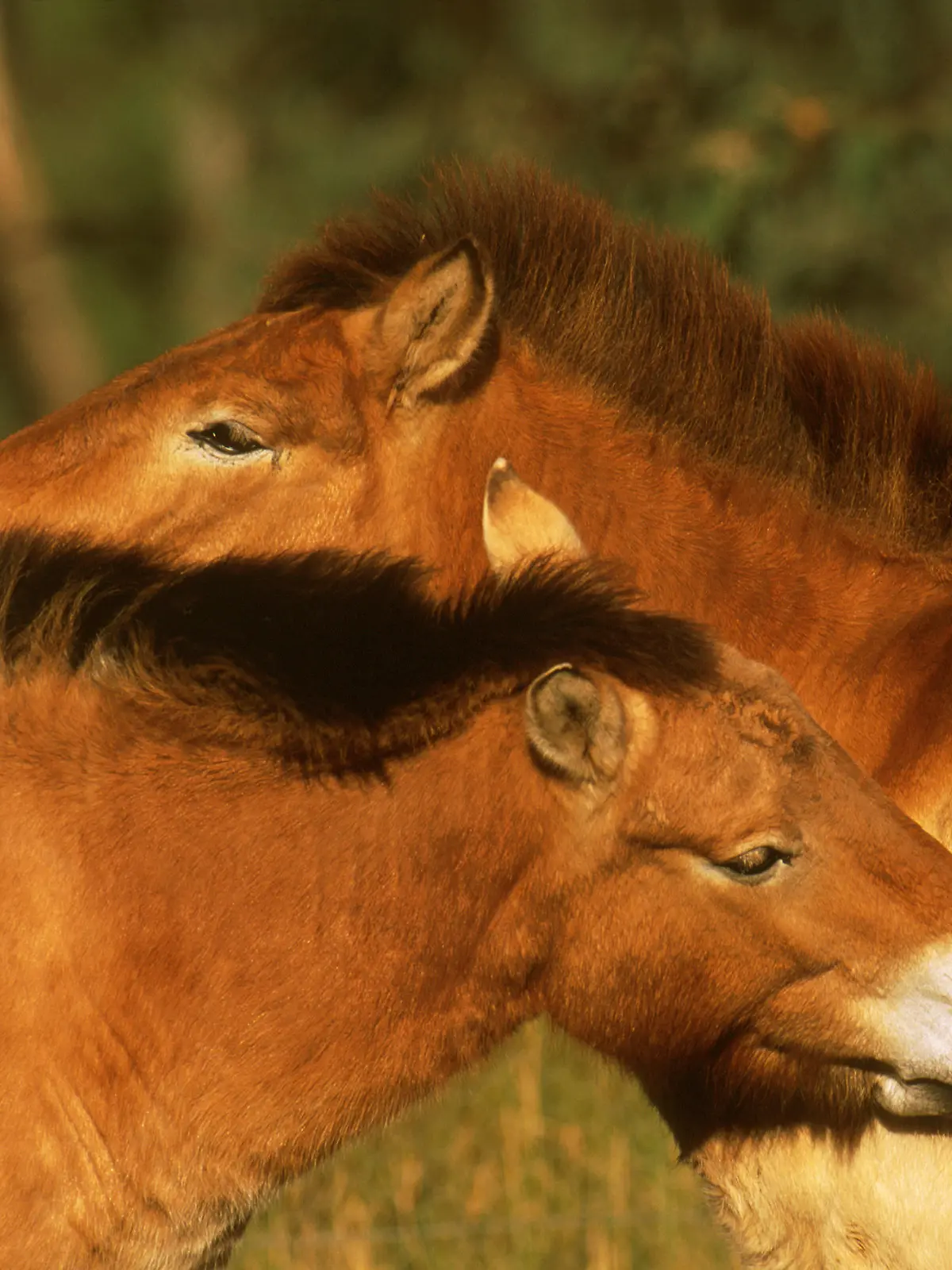 AUS, Western Plains Zoo, 2001: Przewalskipferde (Equus przewalskii) bei der gegenseitigen Fellpflege. , Sport [en] [Przewalski Horse,Mongolian Wild Horses (Equus przewalskii) grooming each other. , Sport] | AUS, 2001: Przewalski Horse,Mongolian Wild Horses (Equus przewalskii) grooming each other.    , Sport |