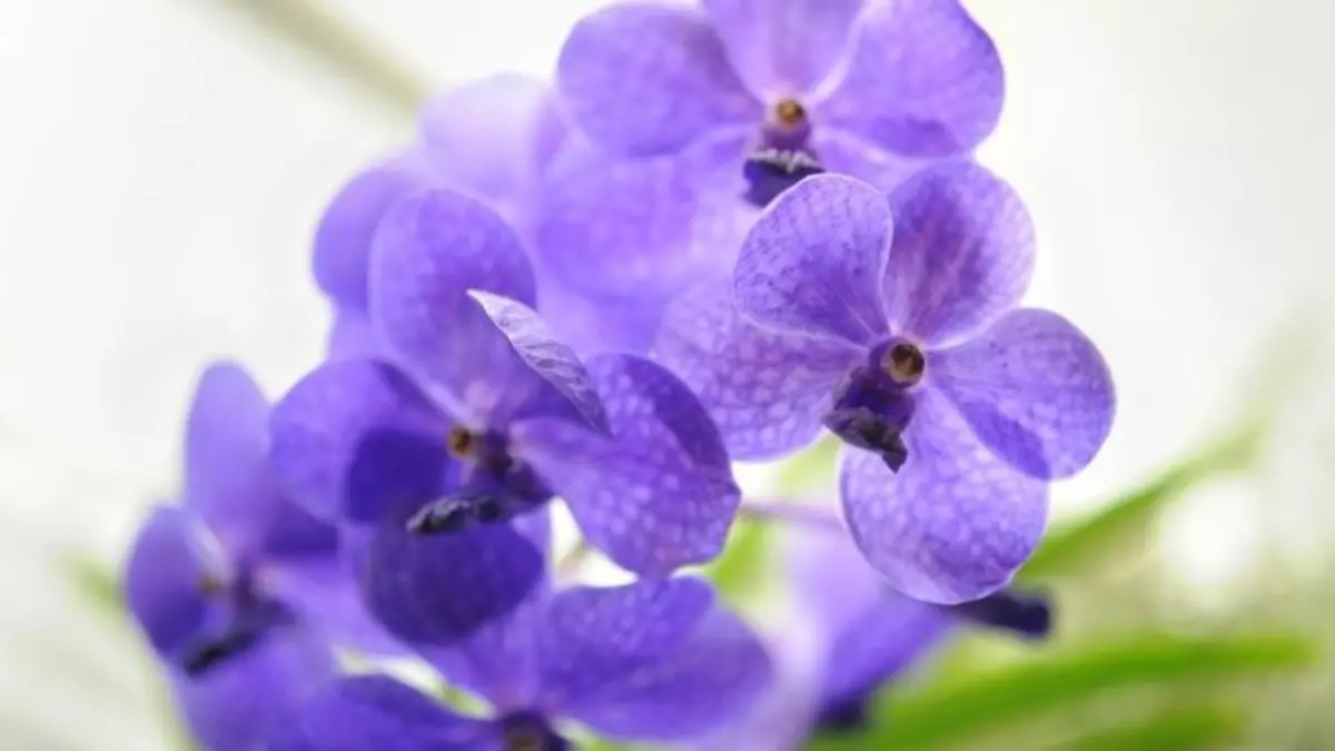 Blaue Blüten fallen auf - auch daher ist die Orchidee Vanda so beliebt als Zierpflanze im Wohnraum. Foto: Franziska Gabbert