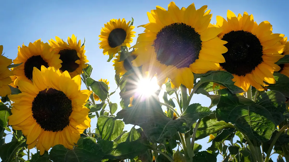 08.07.2018, Nordrhein-Westfalen, Duisburg: Die Sonne strahlt hinter einem Feld mit Sonnenblumen. Foto: Martin Gerten/dpa +++ dpa-Bildfunk +++