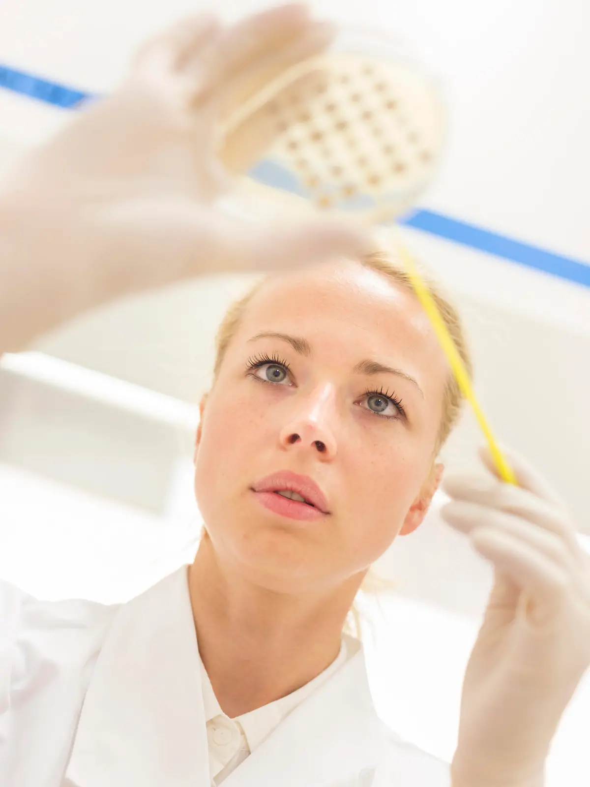 Female life science professional observing cell culture samples on LB agar medium in petri dish.  Scientist grafting bacteria in microbiological analytical laboratory .  Focus on scientist's eye.