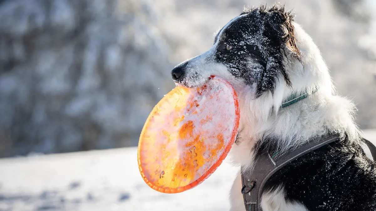 17.01.2023, Hessen, Schmitten: Border Collie Nero sitzt mit seiner Frisbeescheibe im Maul und voller Schnee im Sonnenschein auf dem winterlichen Großen Feldberg im Taunus. Foto: Frank Rumpenhorst/dpa/Frank Rumpenhorst/dpa +++ dpa-Bildfunk +++