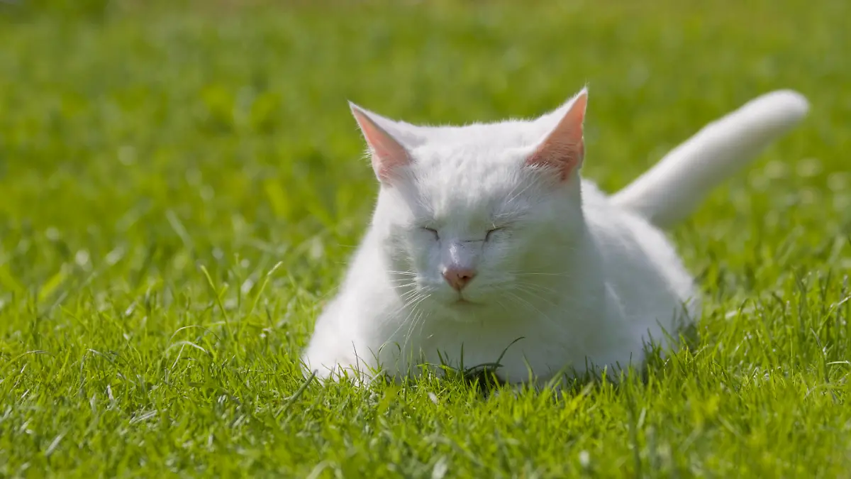 Katze-wei.jpg