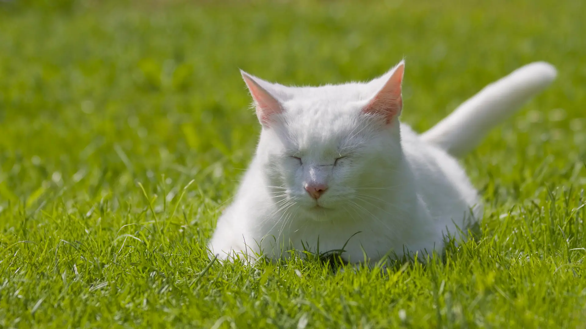 Katze-wei.jpg