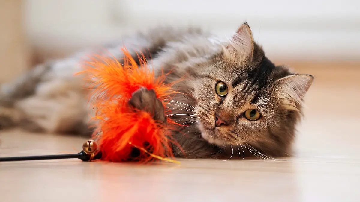 The fluffy cat plays with a toy. Portrait of a fluffy striped cat. Striped not purebred kitten. Small predator. Small cat.