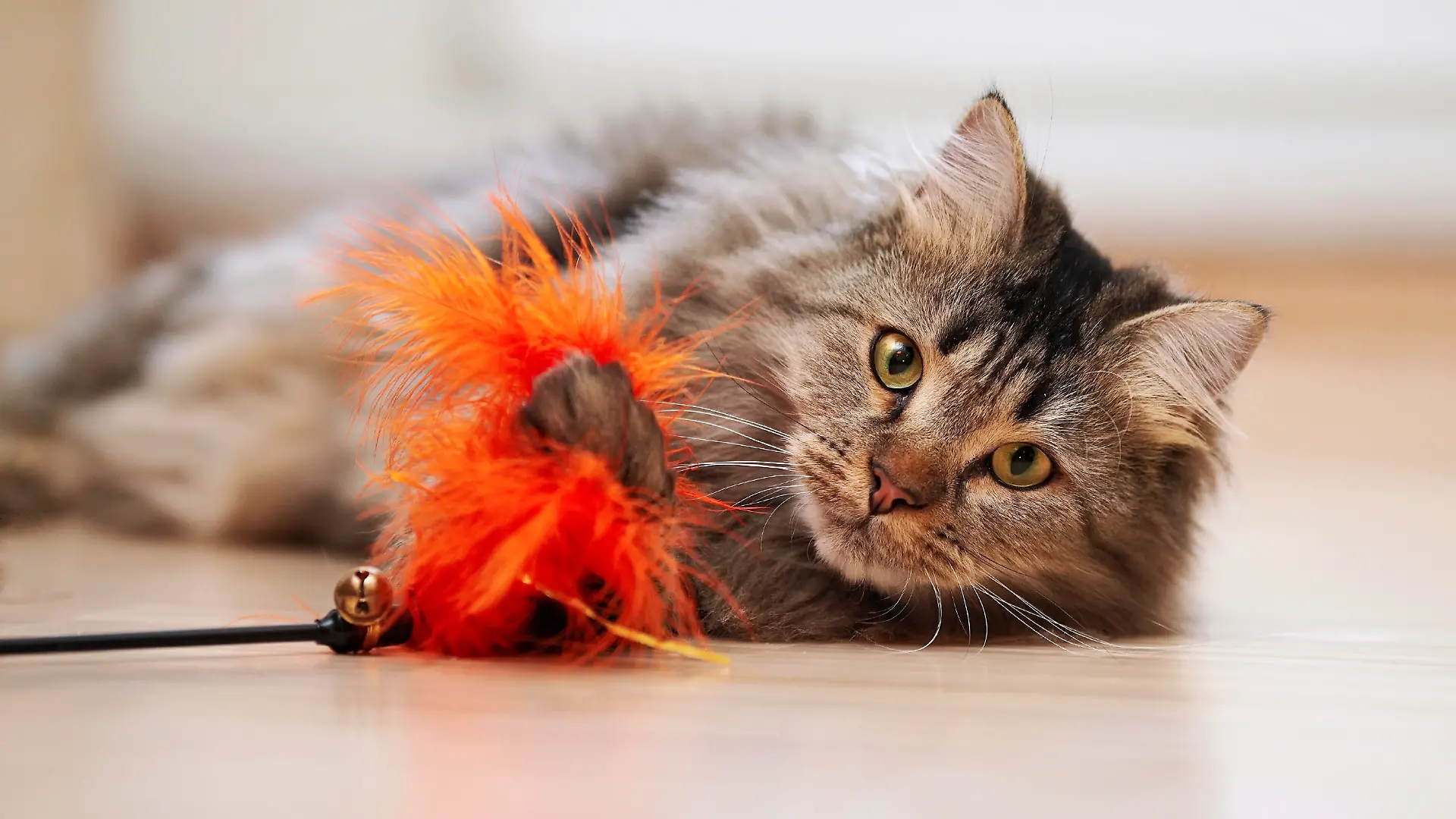 The fluffy cat plays with a toy. Portrait of a fluffy striped cat. Striped not purebred kitten. Small predator. Small cat.