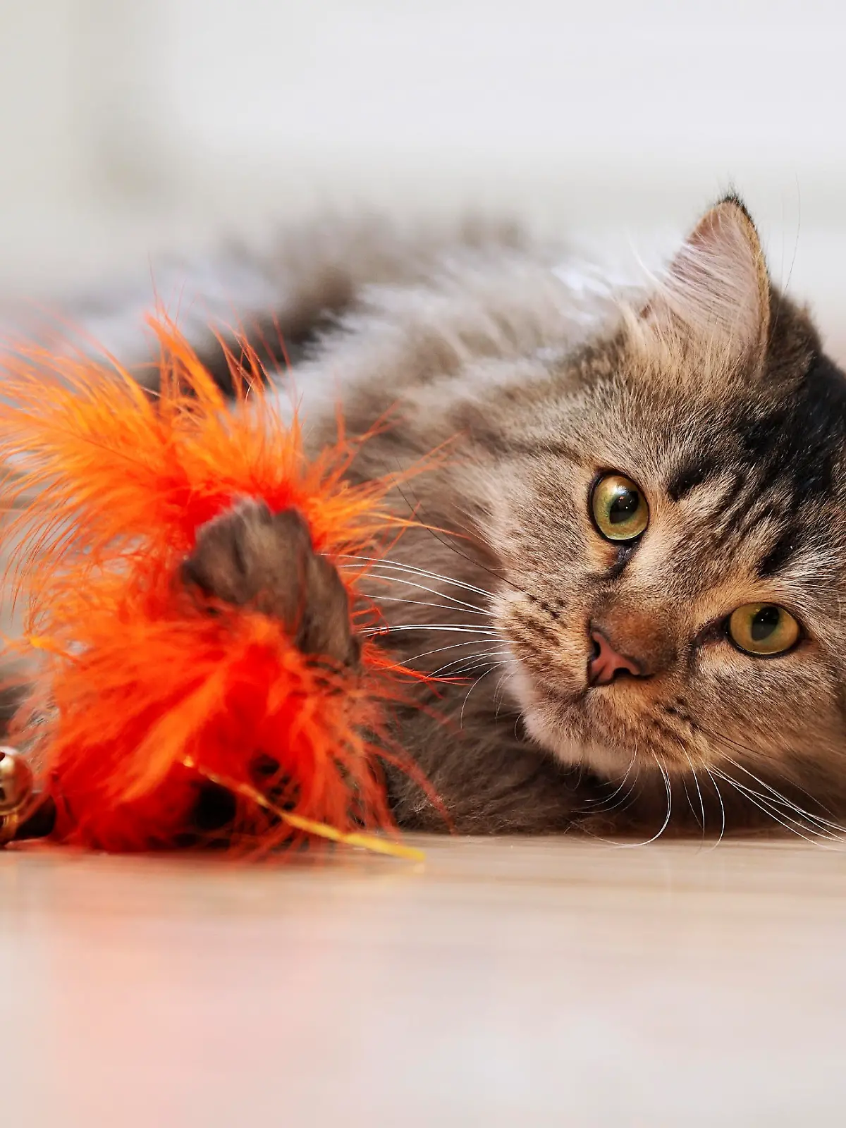 The fluffy cat plays with a toy. Portrait of a fluffy striped cat. Striped not purebred kitten. Small predator. Small cat.